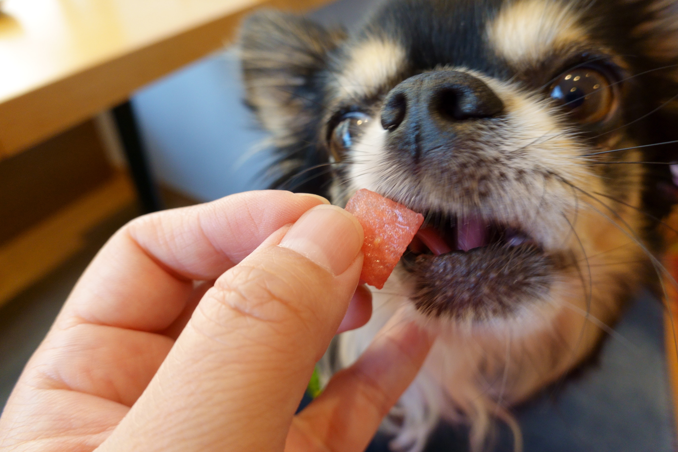 DogCafe ALAN（ドッグカフェ アラン）