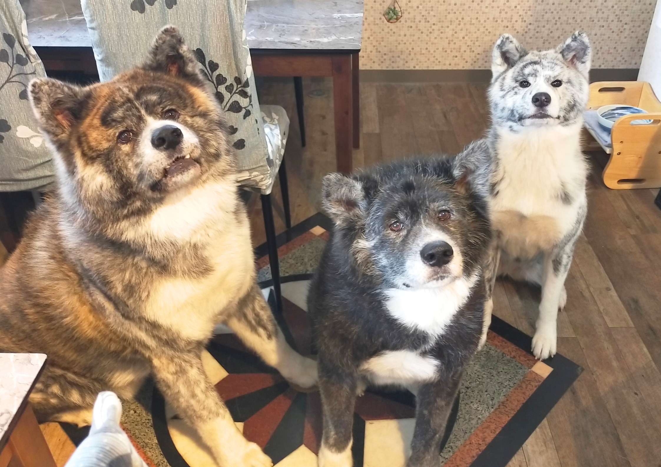 dog居酒屋きなぎ
