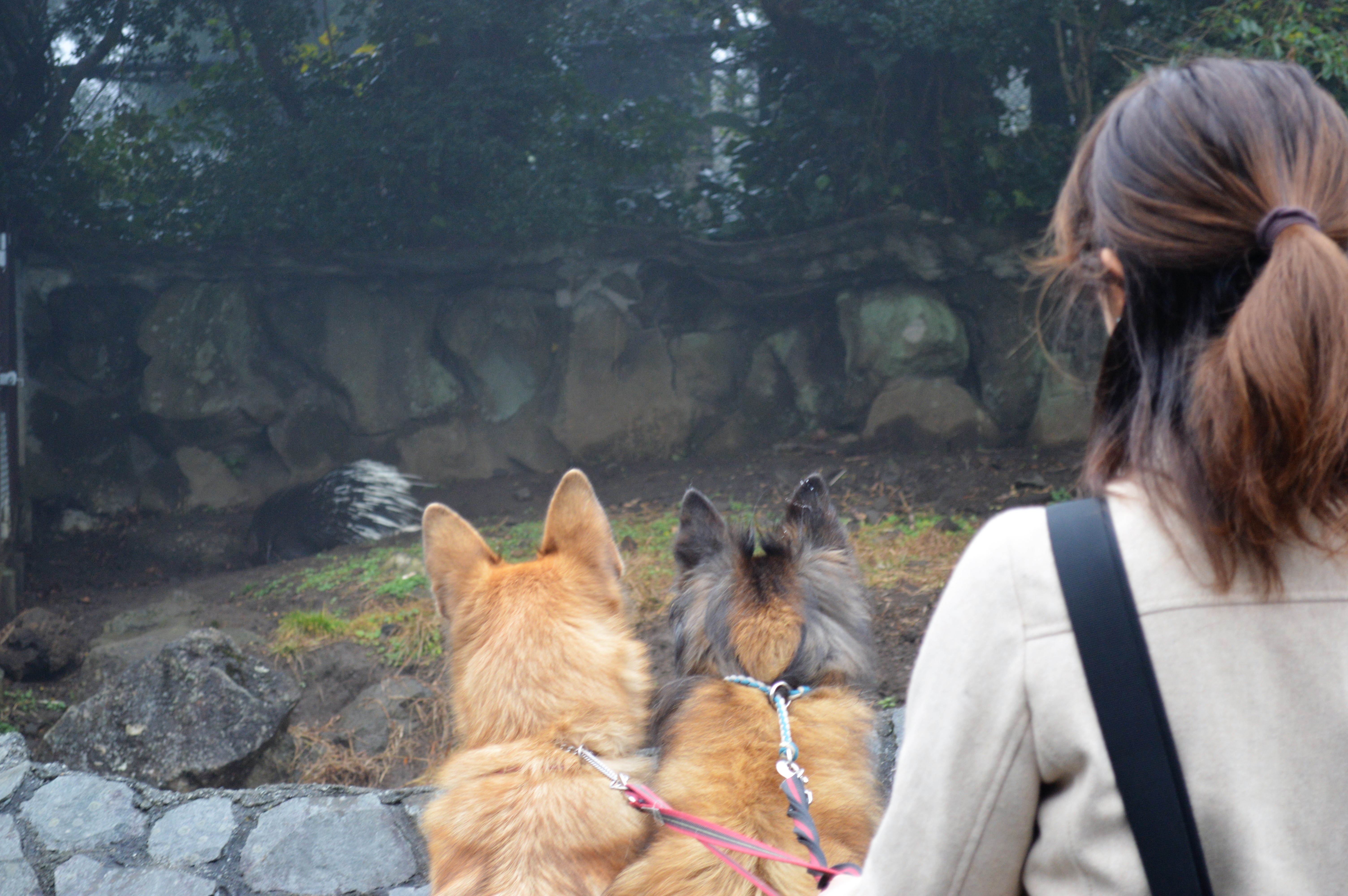 伊豆シャボテン動物公園