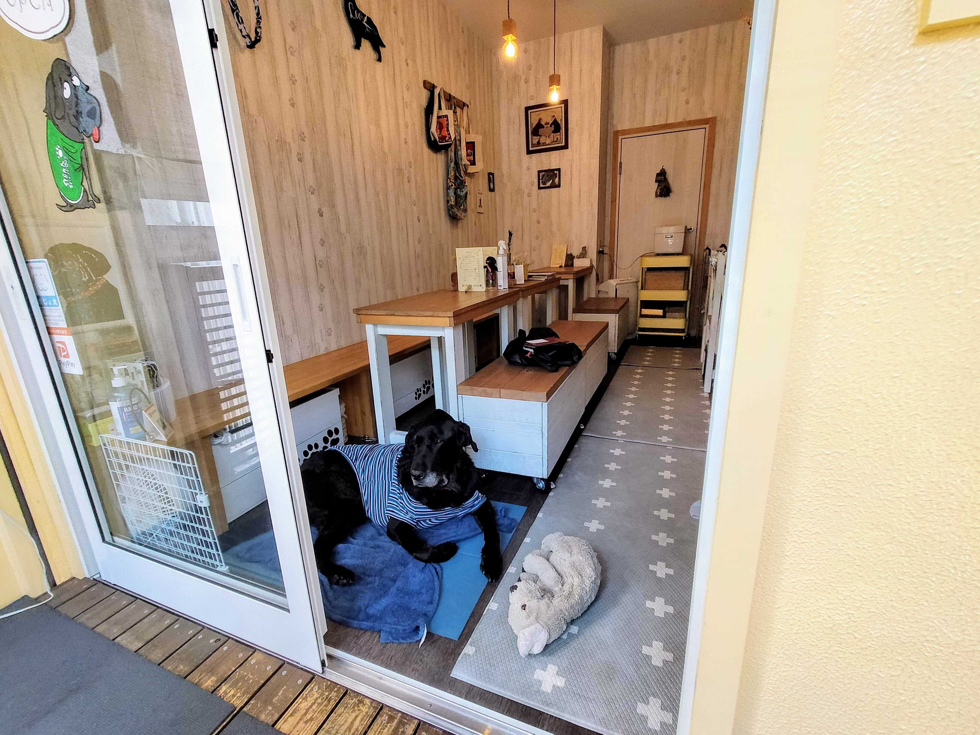 【西宮駅】元介助犬のオズ君がのんびりしていてほっこりできるカフェ「leozcafe　れおずかふぇ」店内ペット同伴可【兵庫県・西宮市】