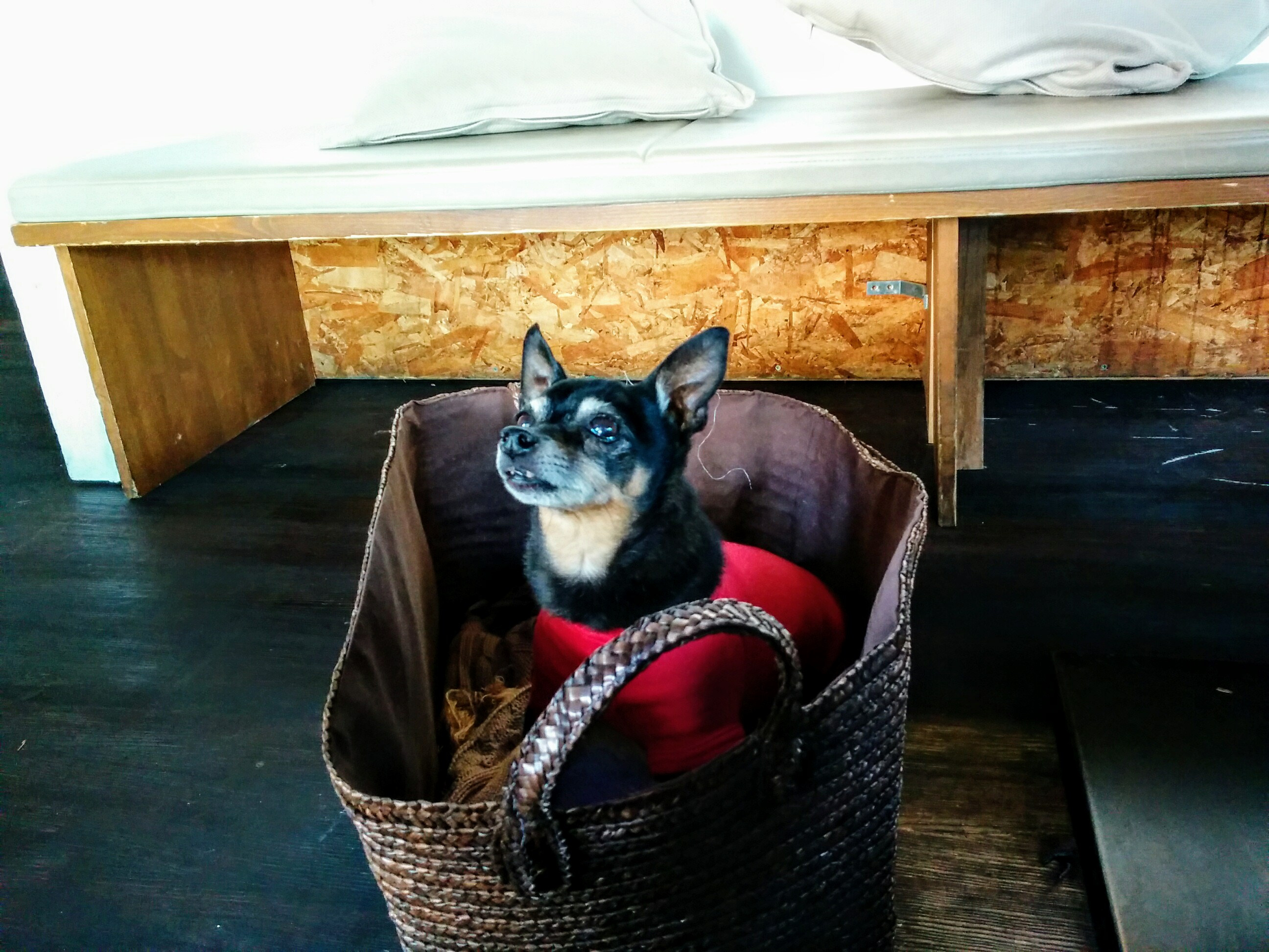 【兵庫Part2】愛犬と美味しいケーキが食べられるお店