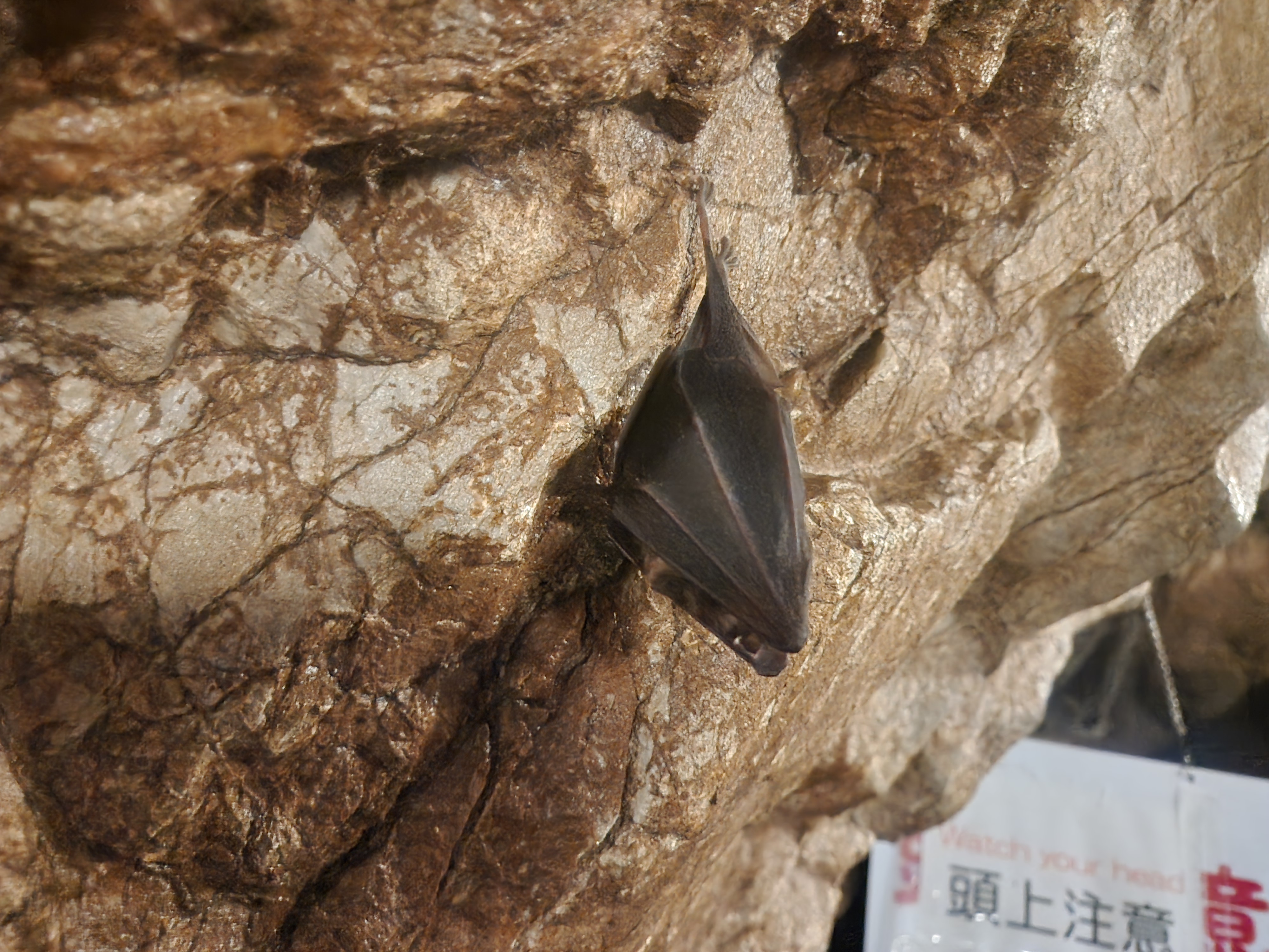 天然記念物 大正洞(たいしょうどう)