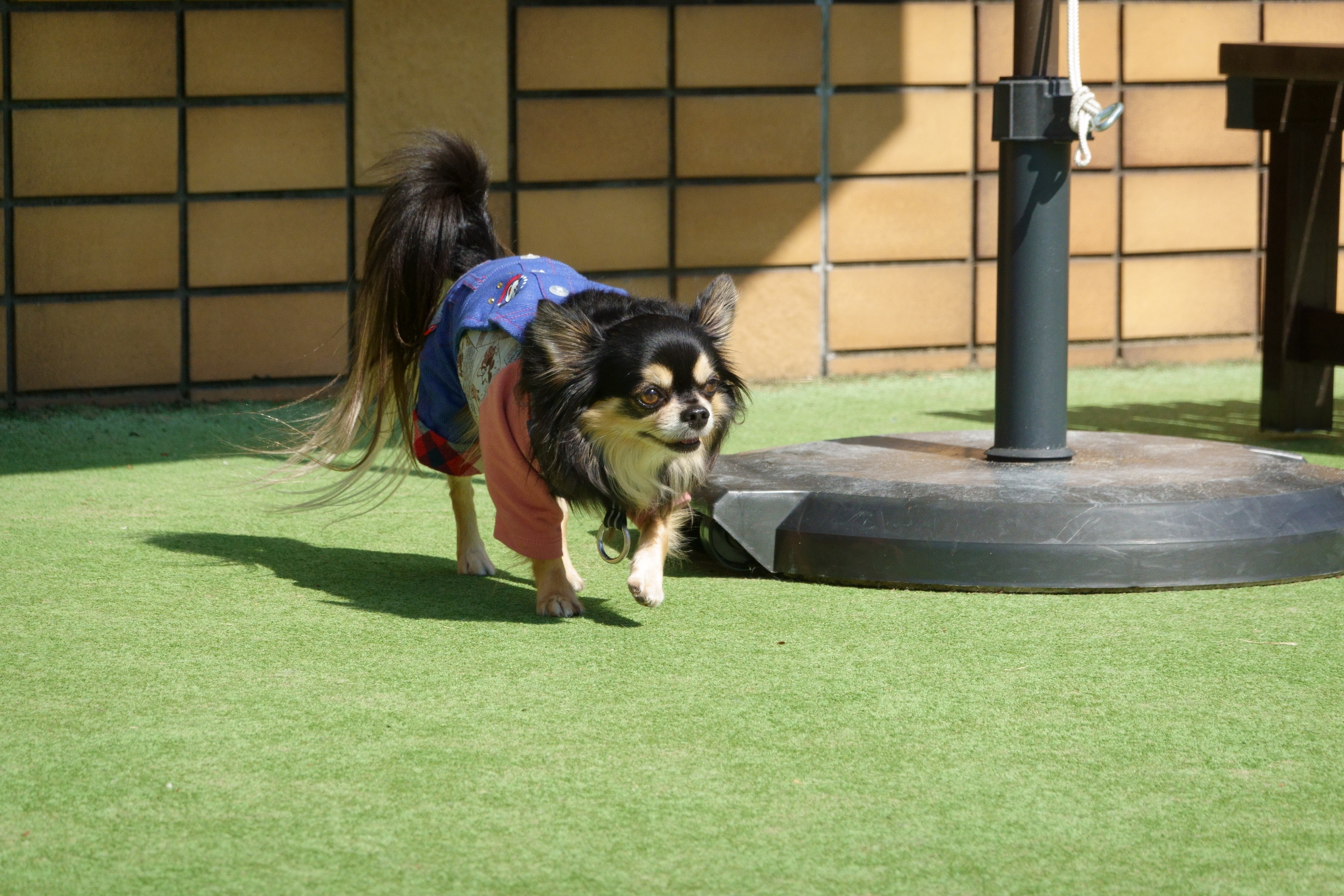 GRASS DOG&CAT(グラスドッグ&キャット) てんしば店