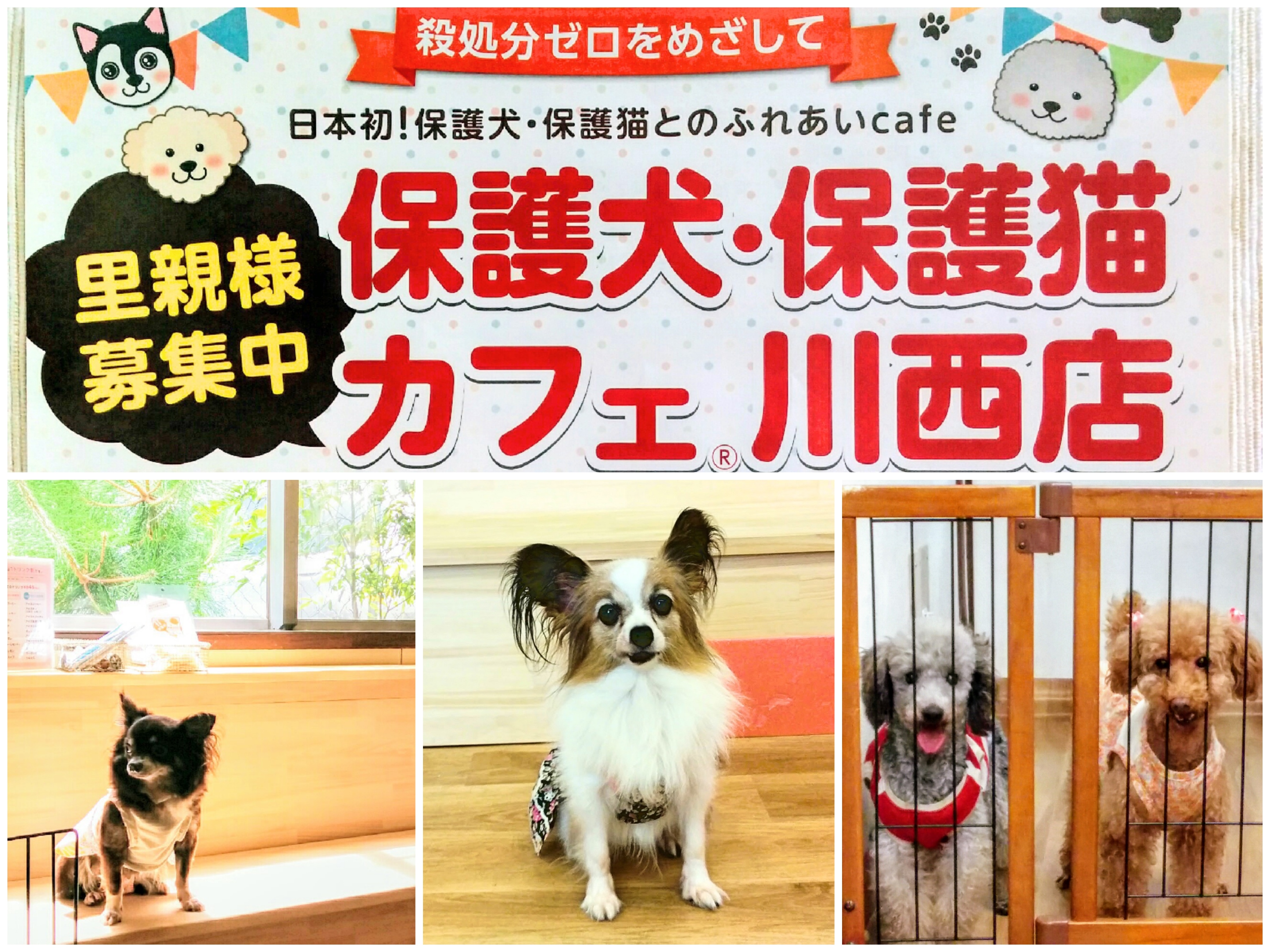 保護犬・保護猫カフェ