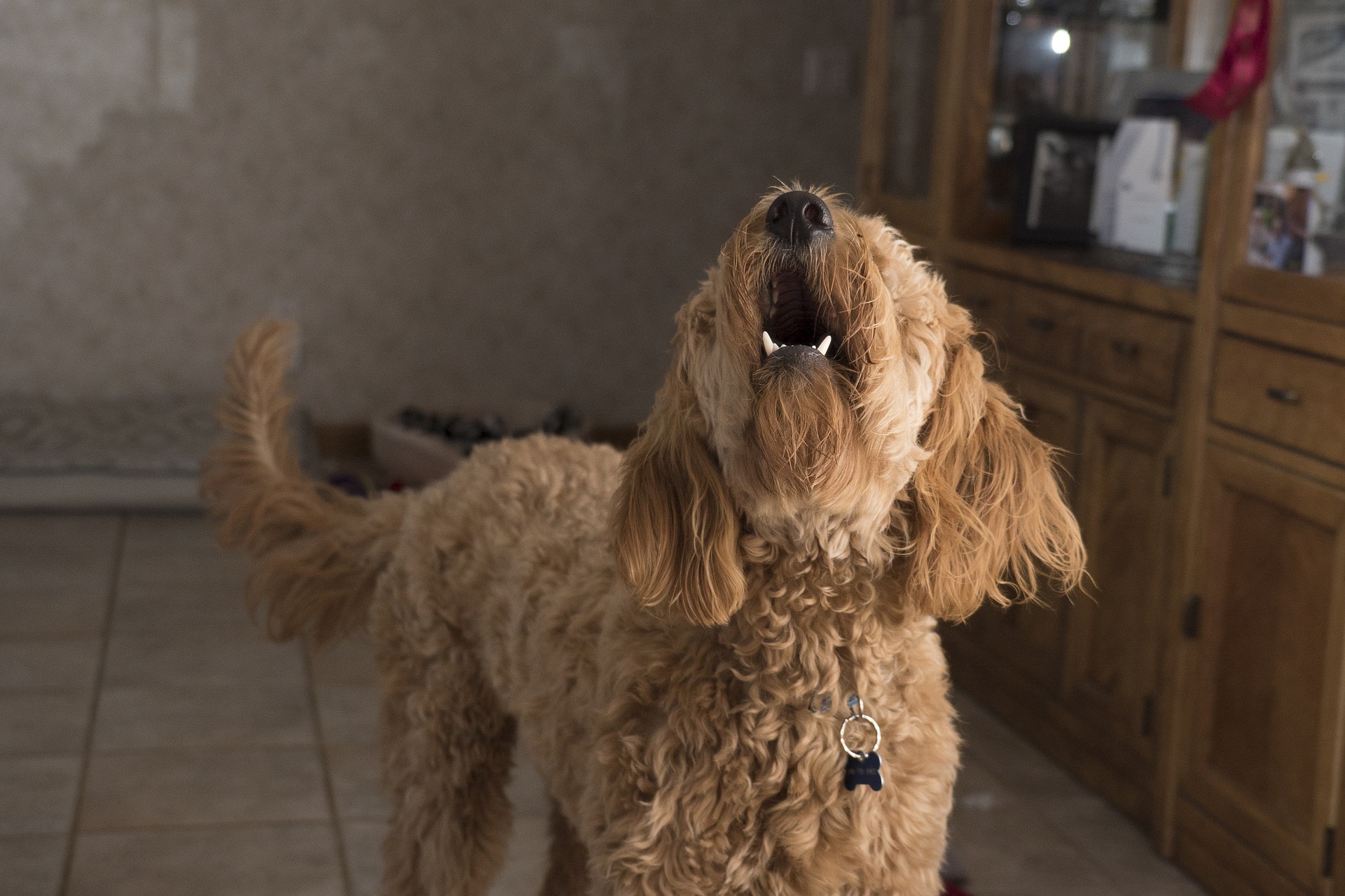 愛犬の分離不安症