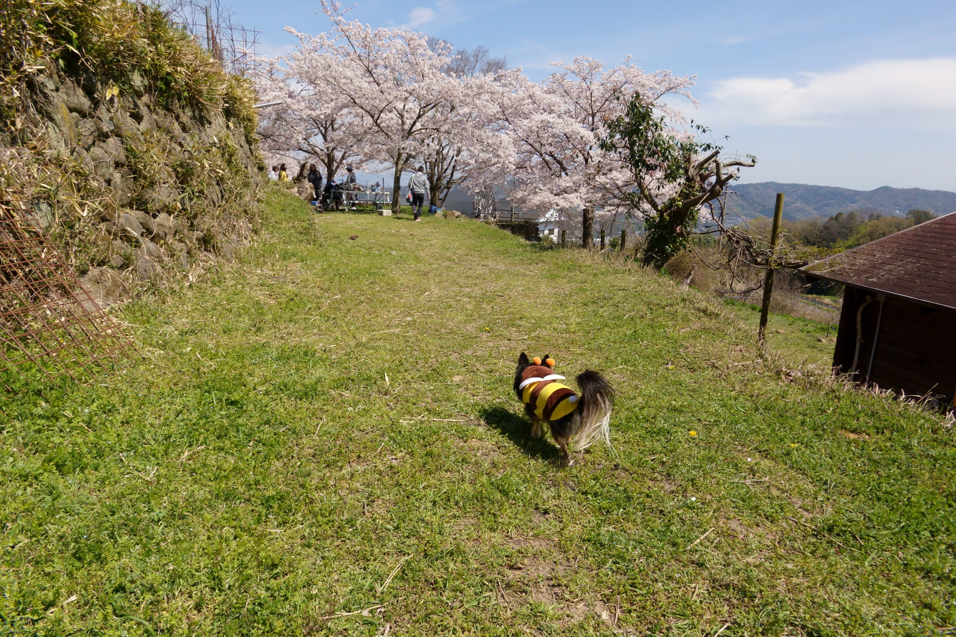 森のレストラン