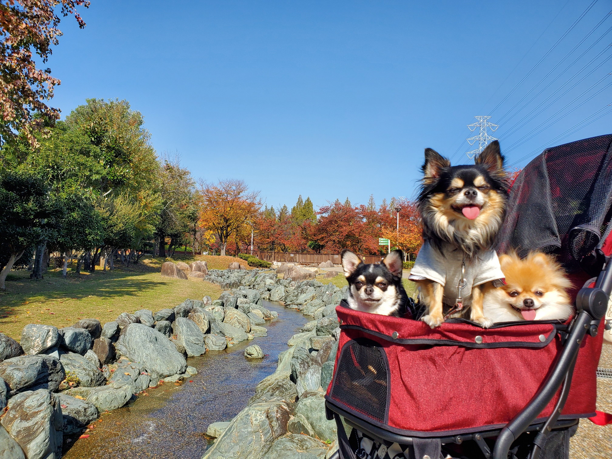 花園中央公園ドッグラン