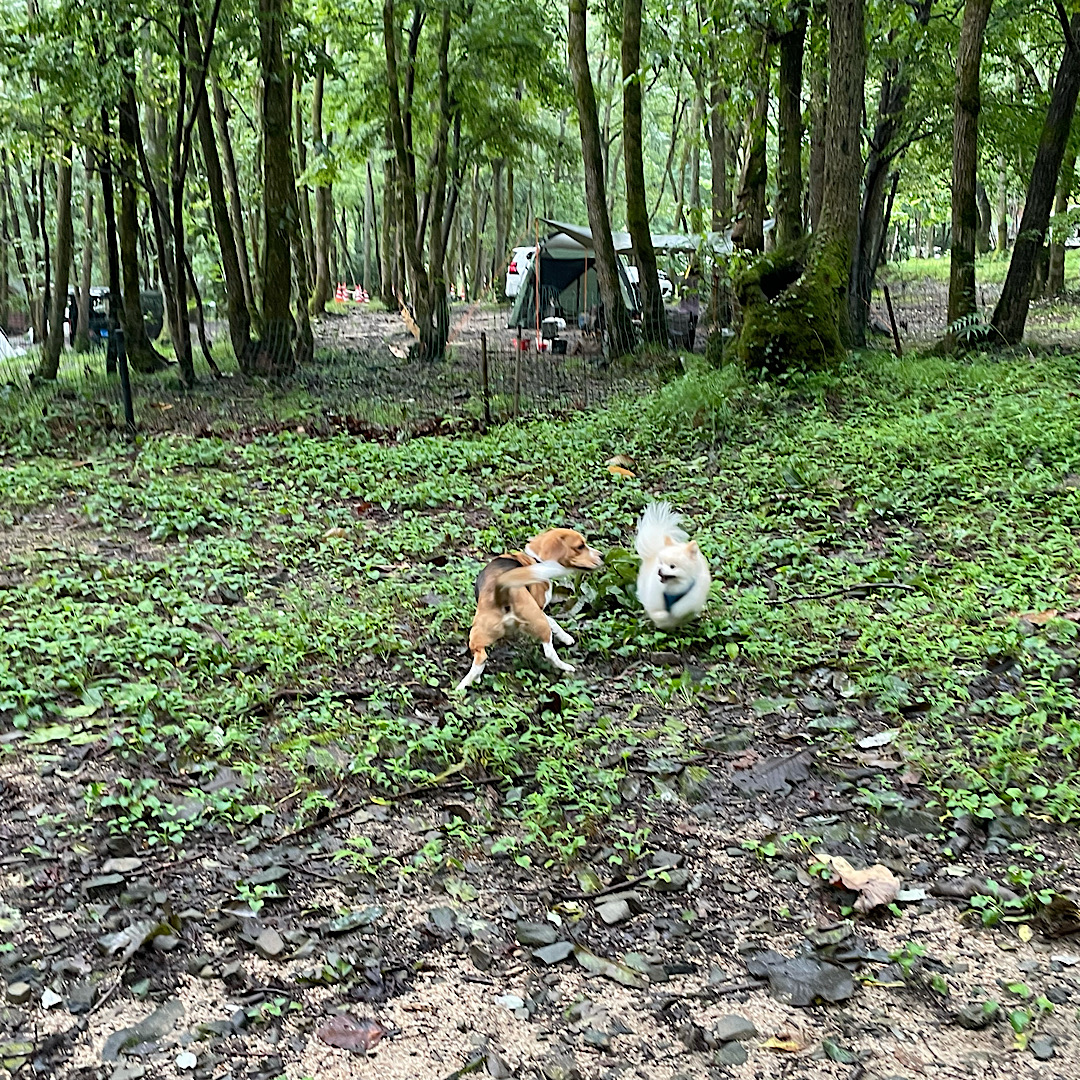 奥琵琶湖キャンプ場