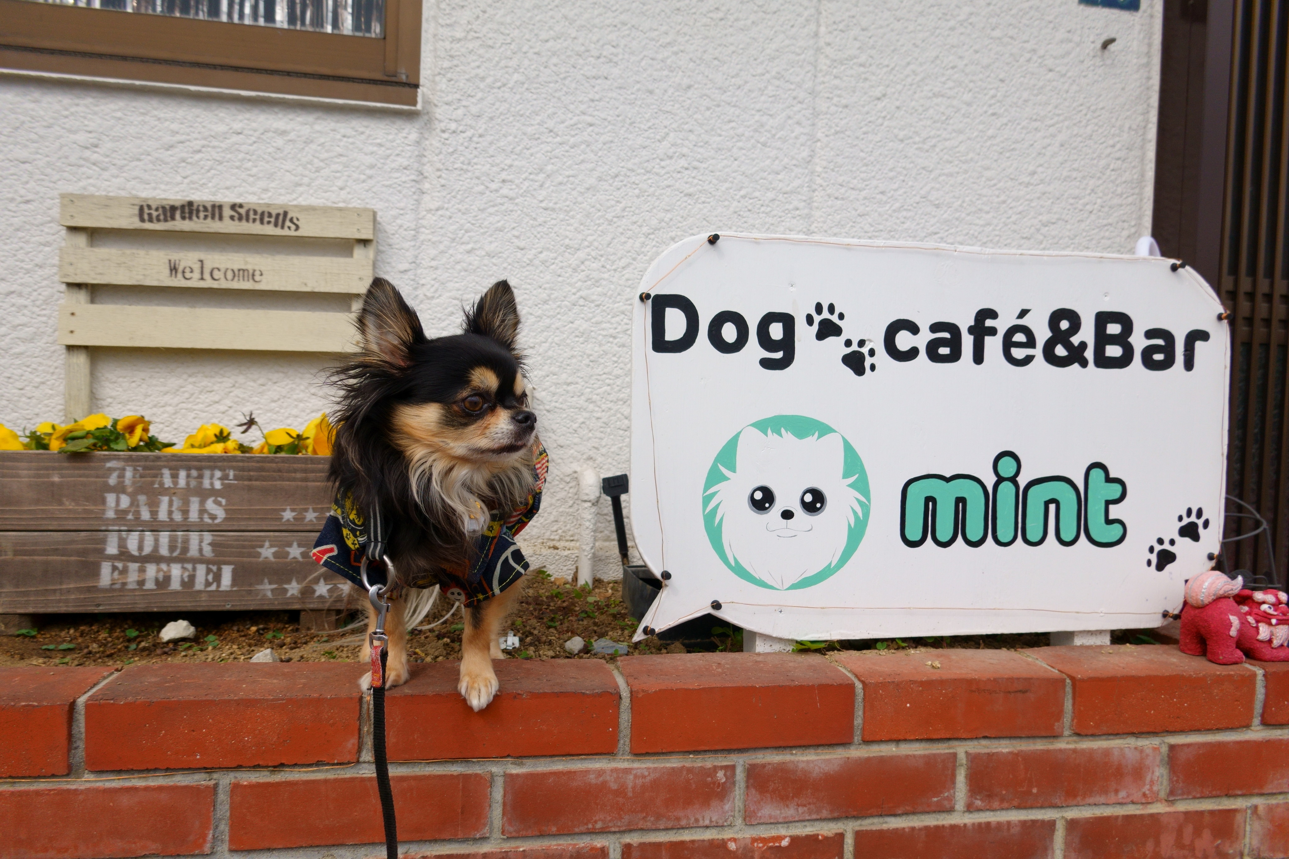 南海北野田駅 Dog Cafe Bar Mint ドッグカフェmint ミント 店内リードフリーで愛犬もご機嫌 室内ドッグランも完備 大阪府 堺市 ペットと一緒