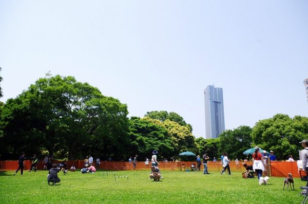 ドッグラン in 幕張海浜公園 2022春