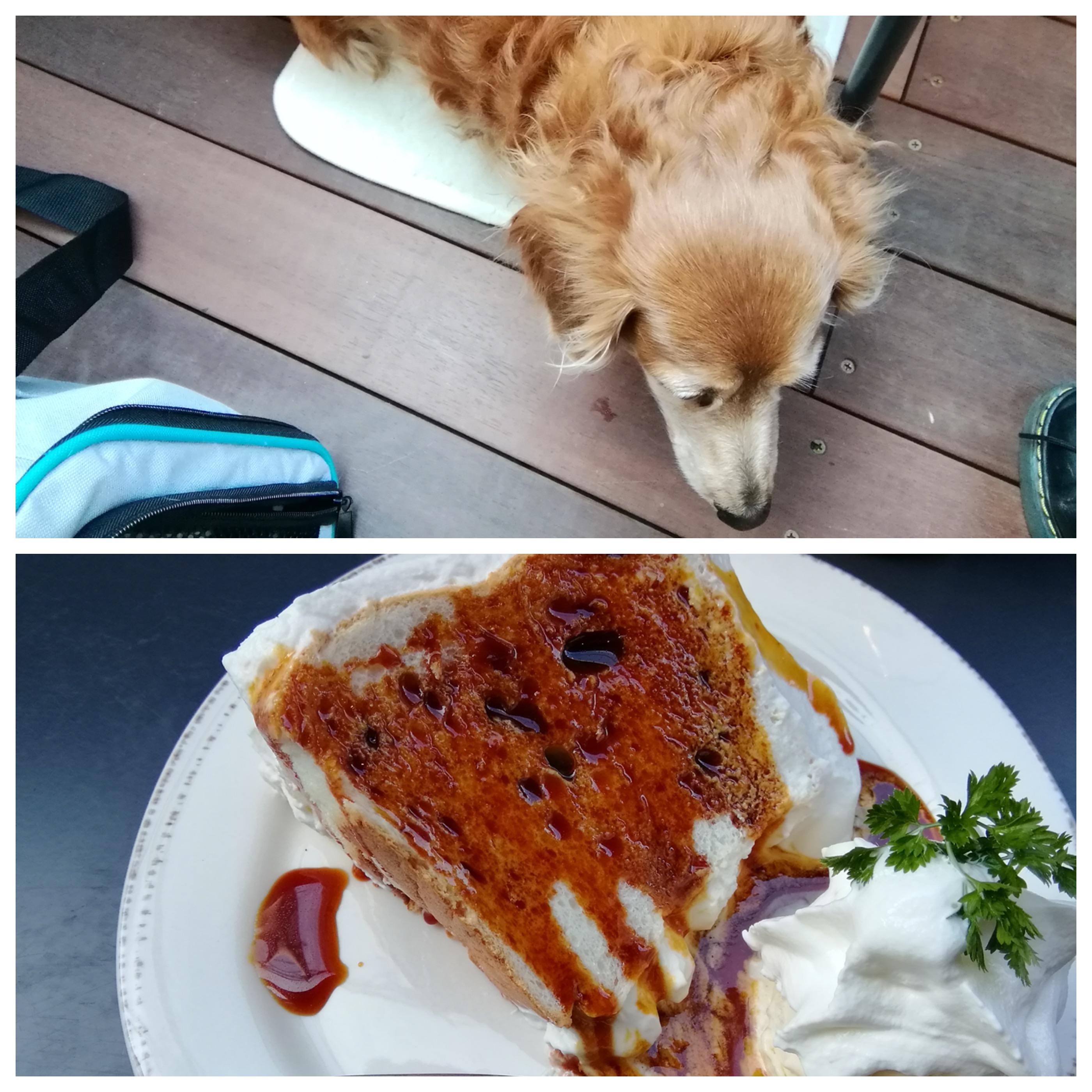 【兵庫Part 1】愛犬と美味しいケーキが食べられるお店