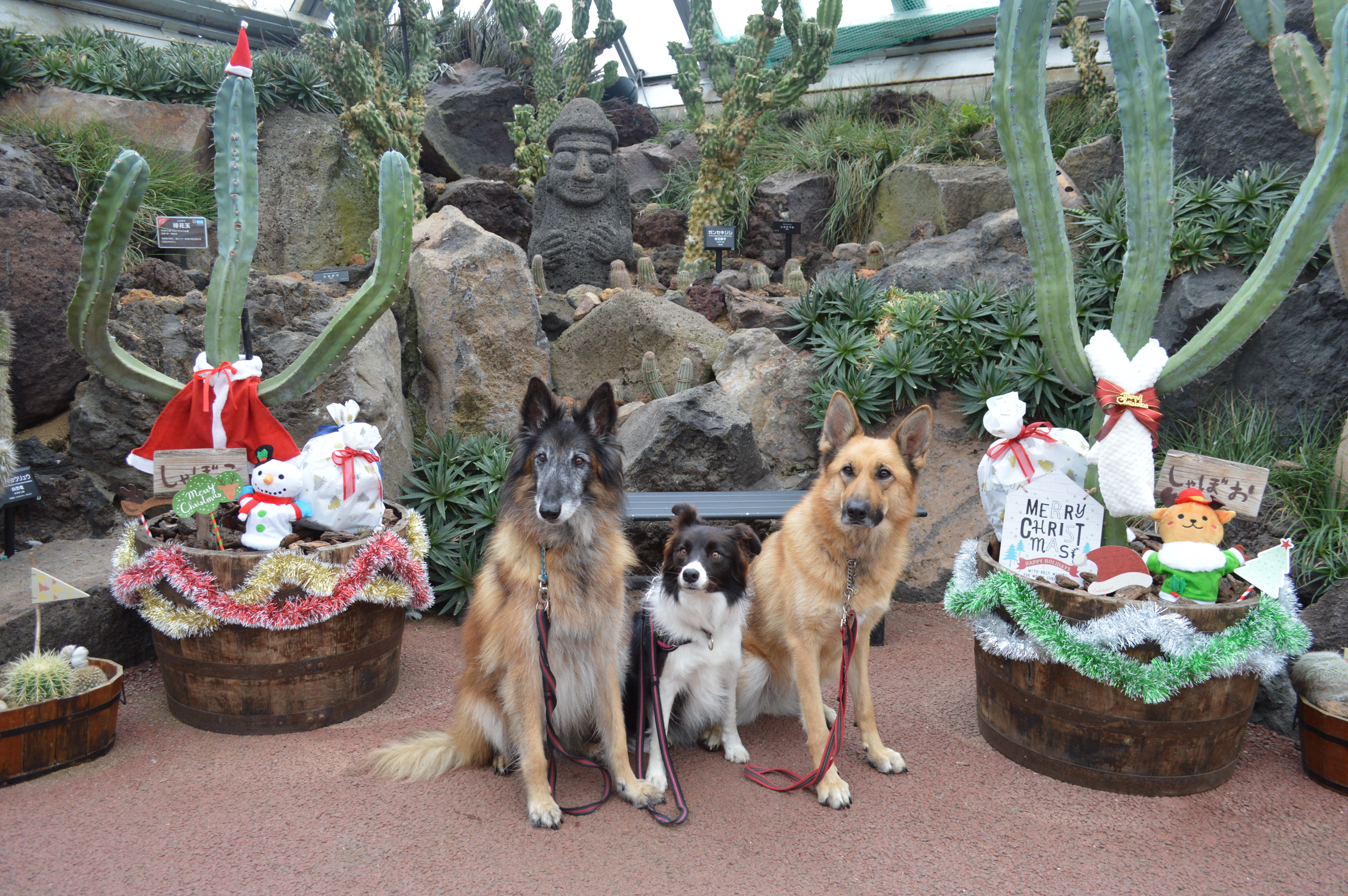 伊豆シャボテン動物公園