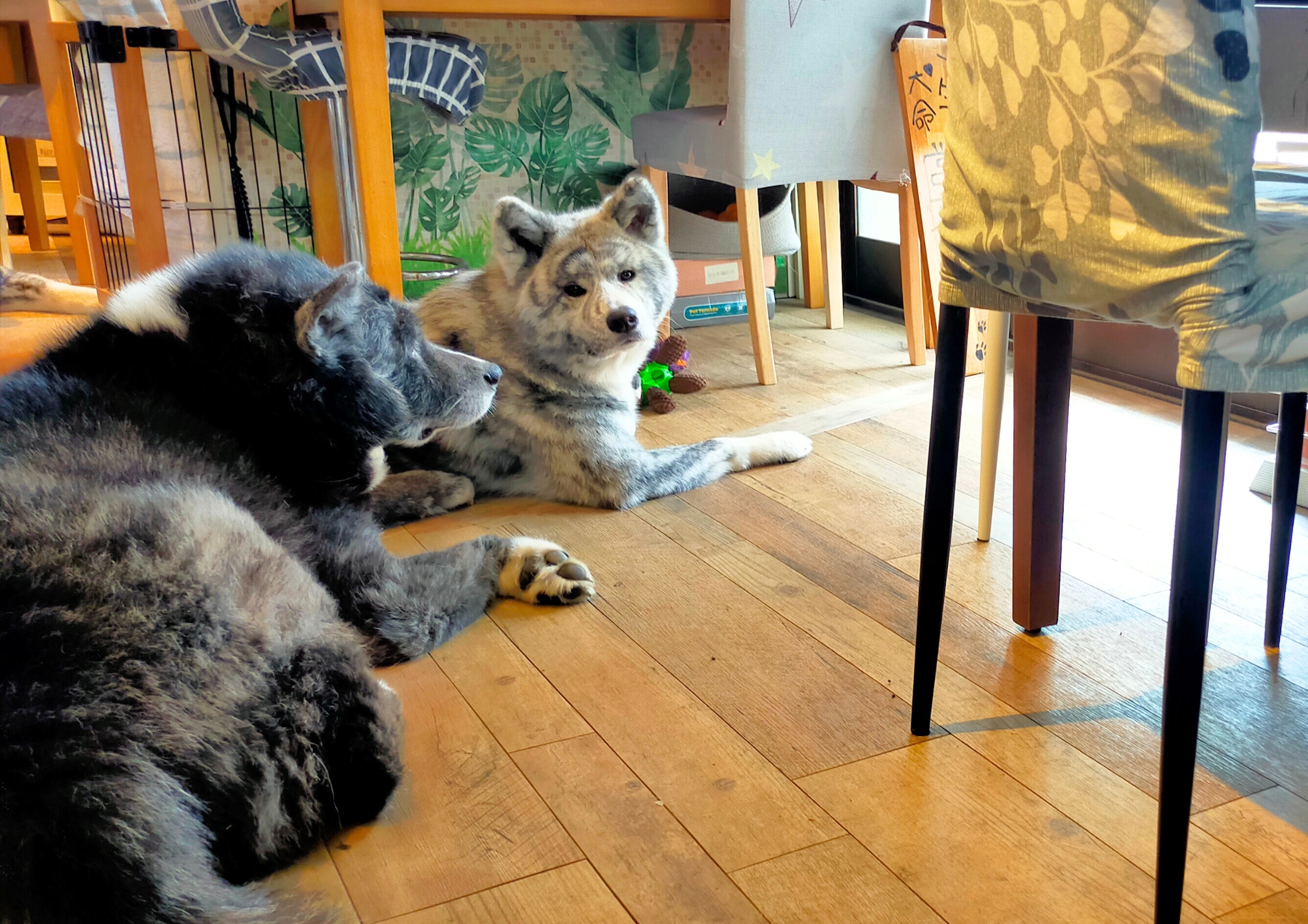 dog居酒屋きなぎ