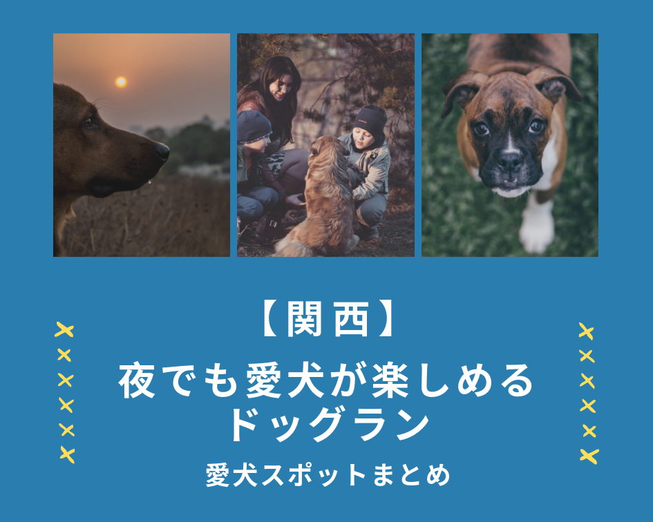 【関西】「夜でも愛犬が楽しめるドッグラン」