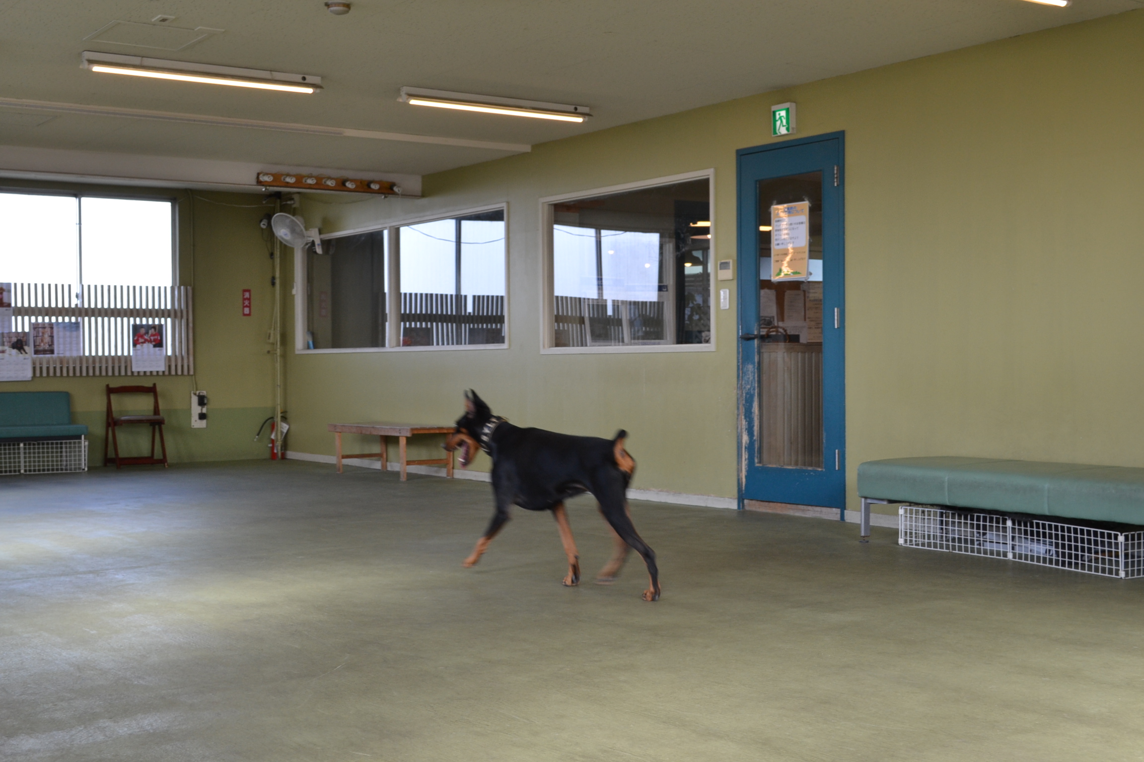 笠寺駅 スタジオドッグラン 2つのドッグランとカフェを行き来できる 愛犬家フォトグラファーがオーナーのお店 ペット 犬同伴可 愛知県名古屋市 ペットと一緒