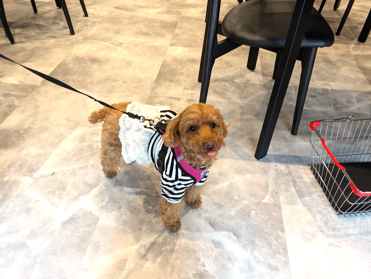 PIPI