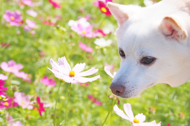 【関西】愛犬と行けるお花畑まとめ