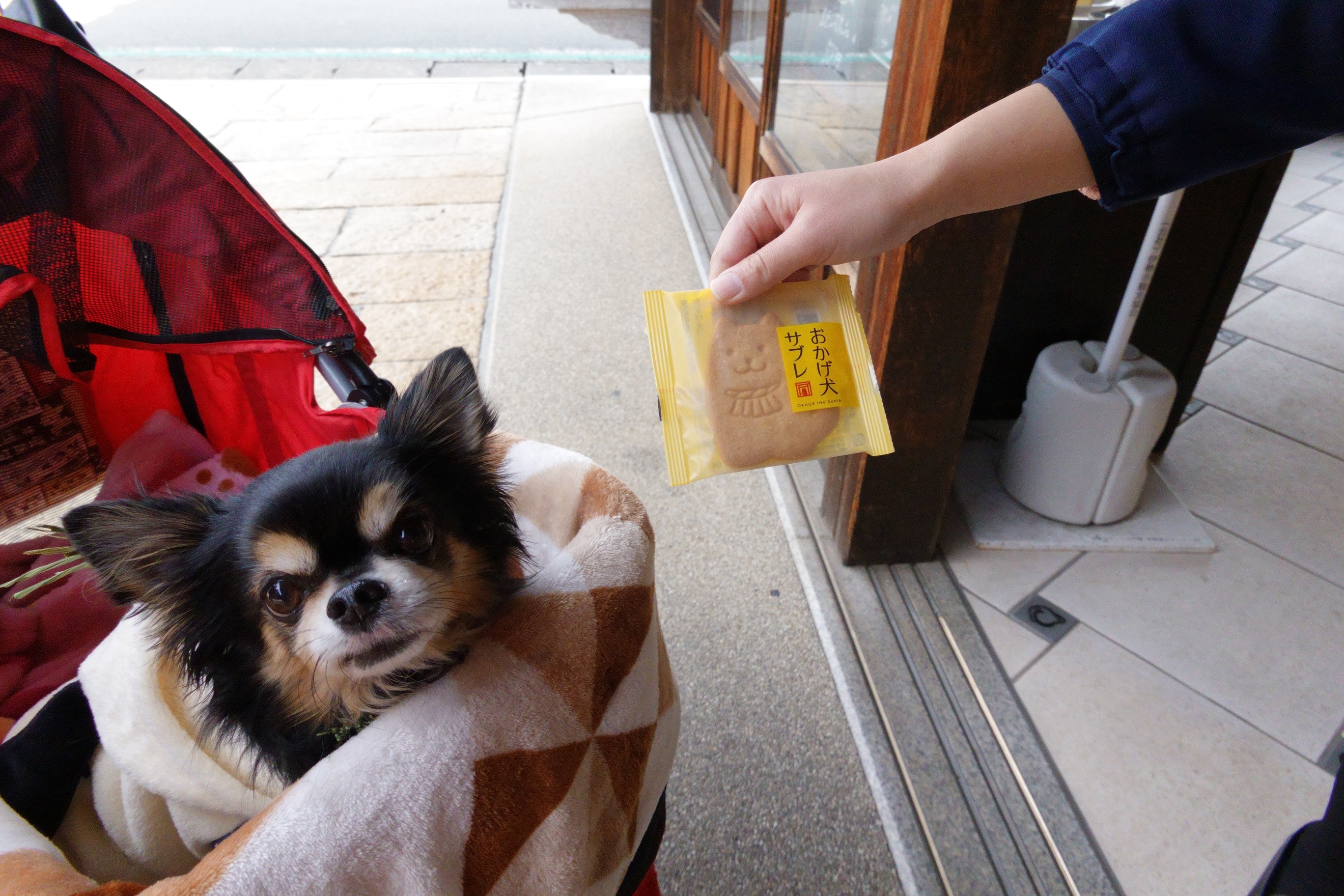 愛犬参加型 おかげ犬体験