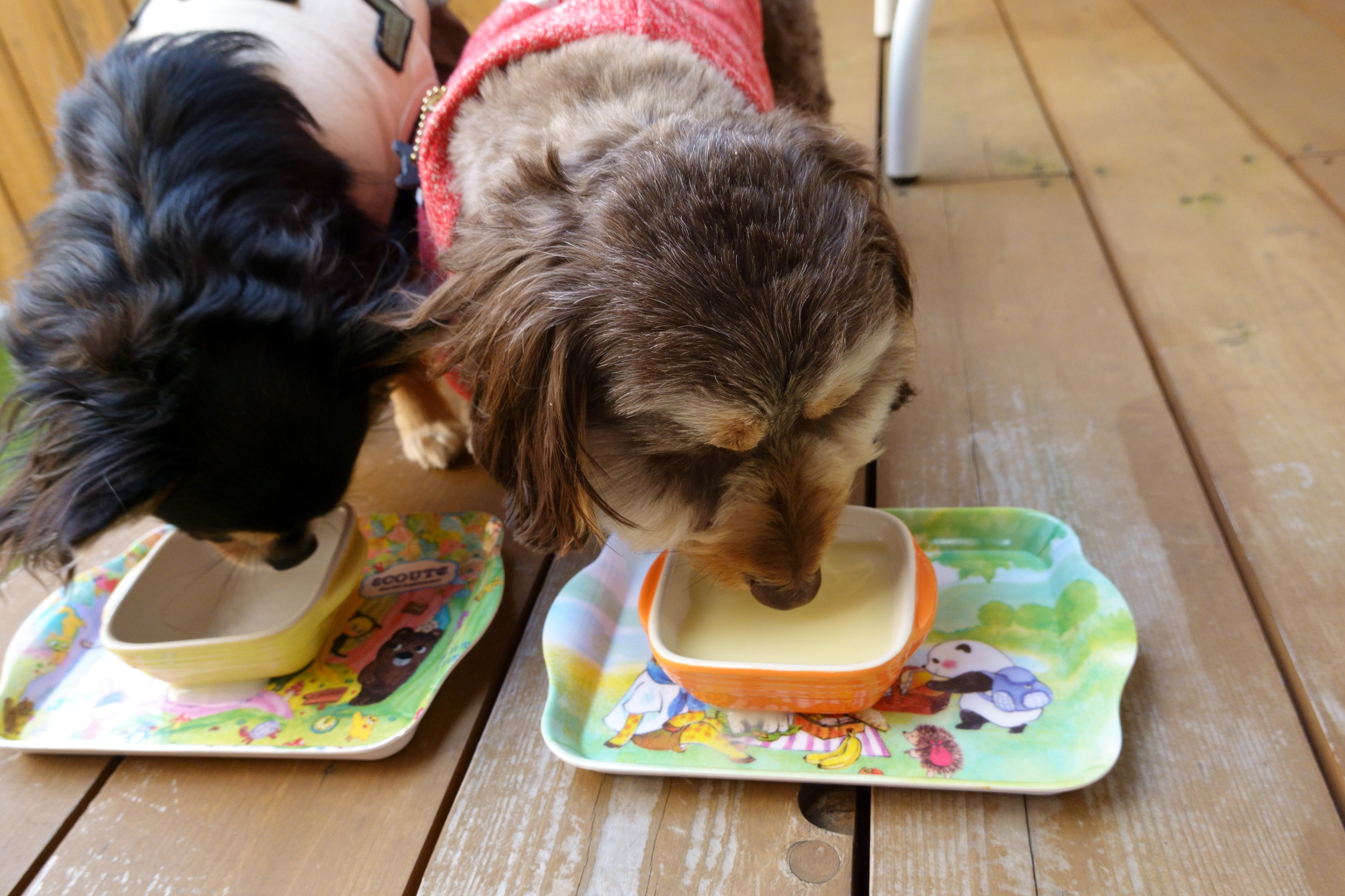 Dogcafe&salon