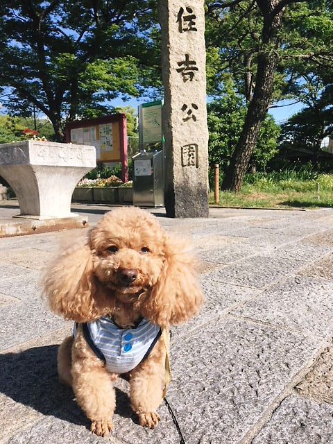 cafeもまぶぅ