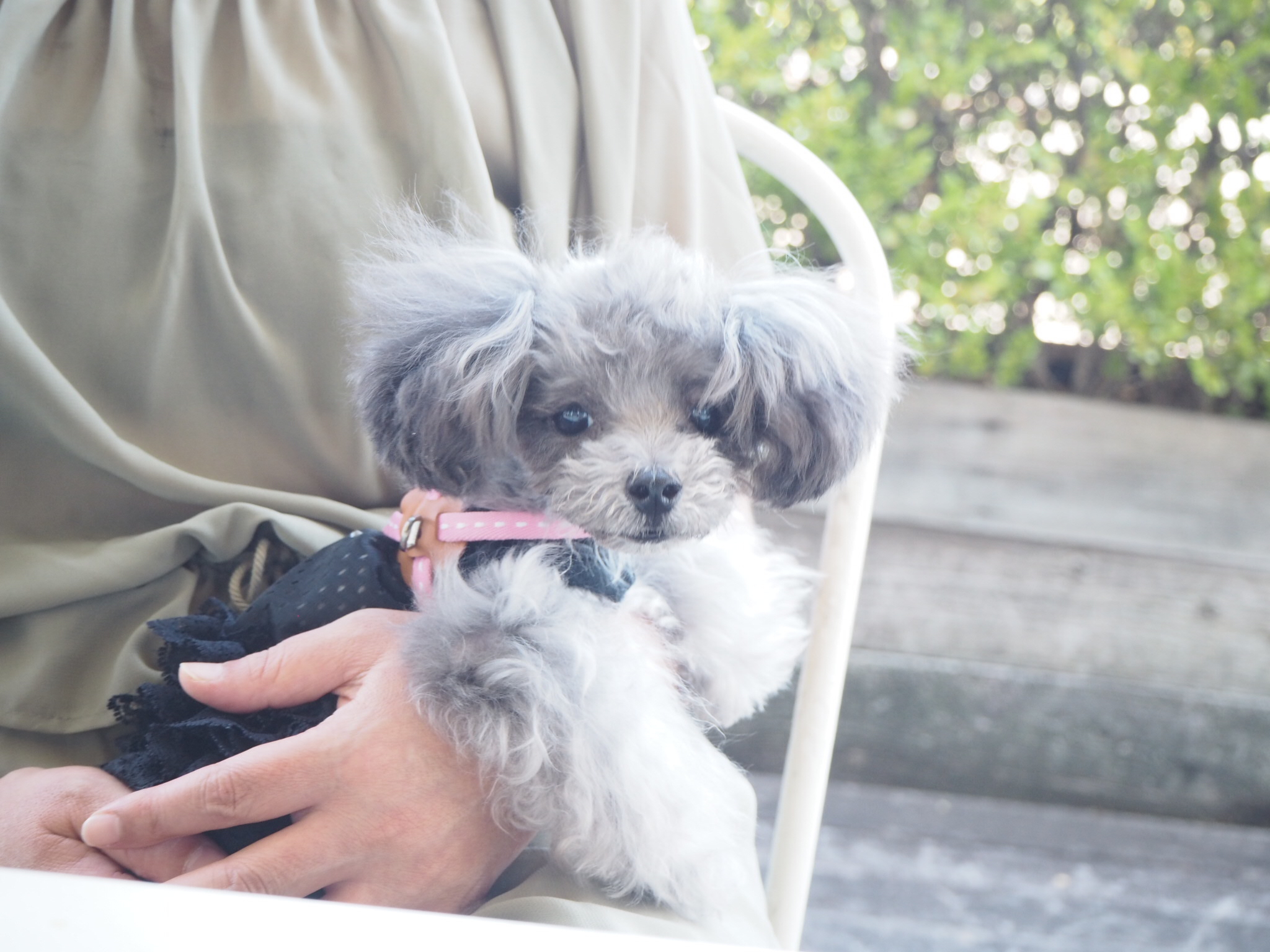 【関東】愛犬と美味しいケーキが食べられるお店