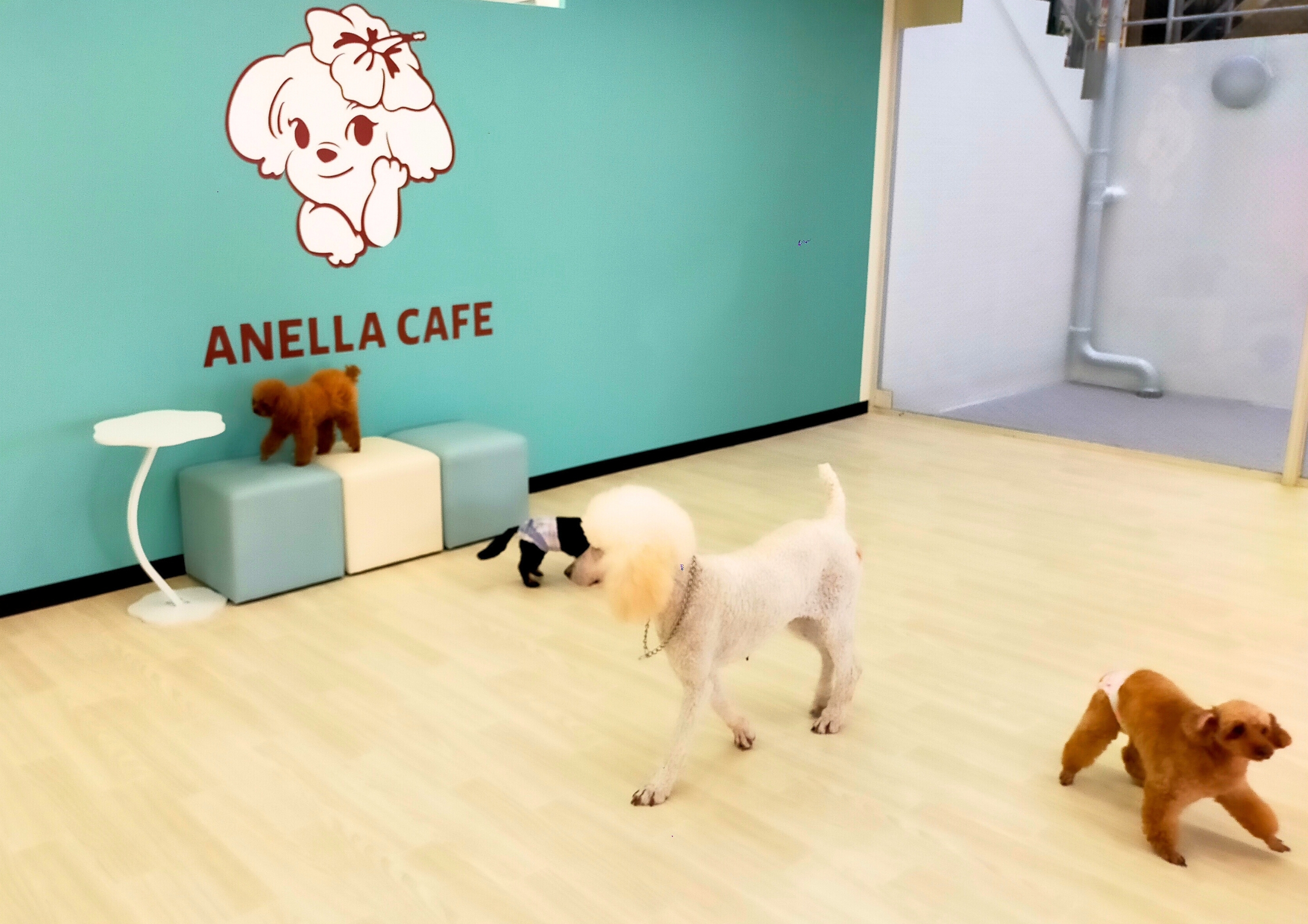 ANELLA CAFE アネラカフェ西宮店
