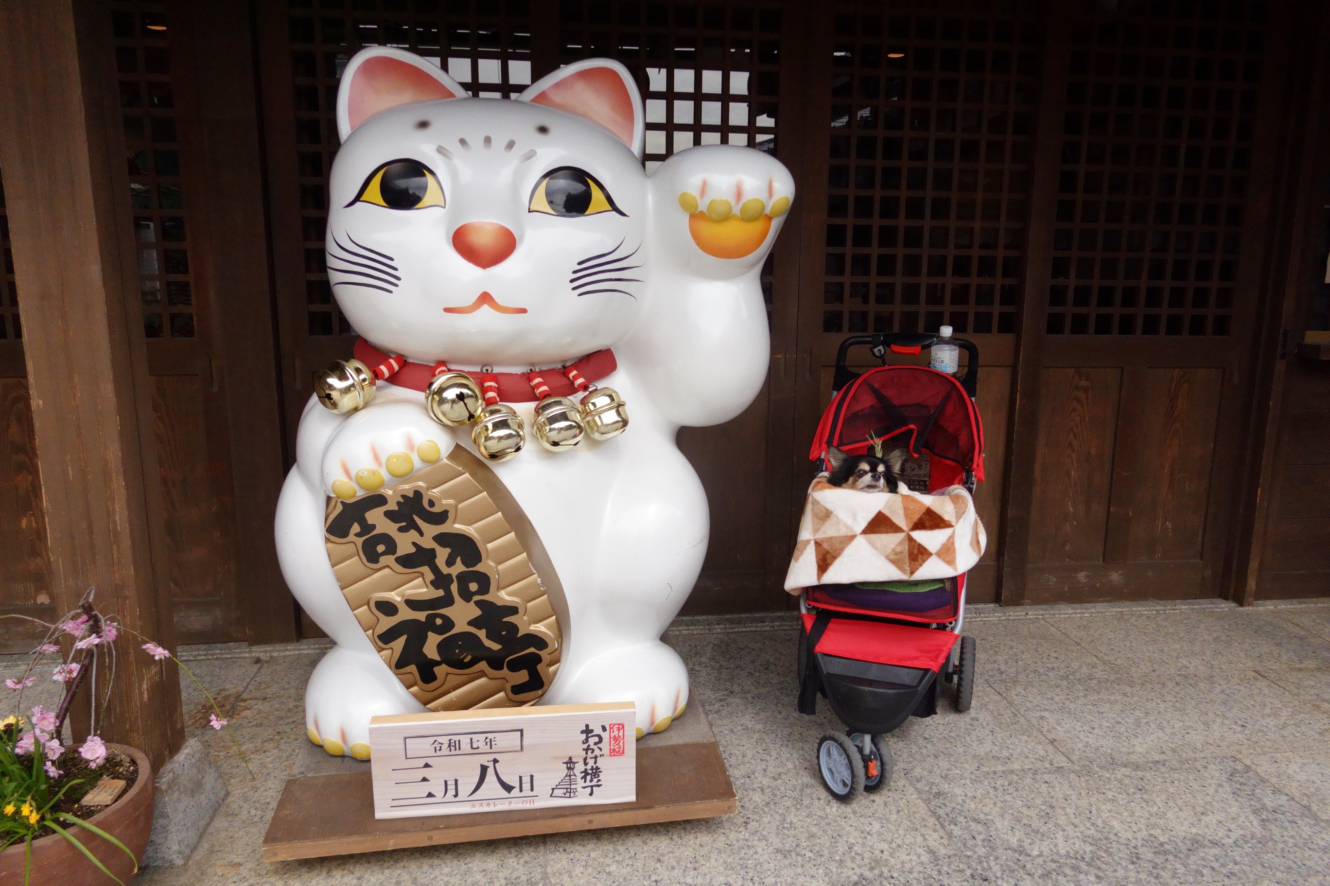 愛犬参加型 おかげ犬体験