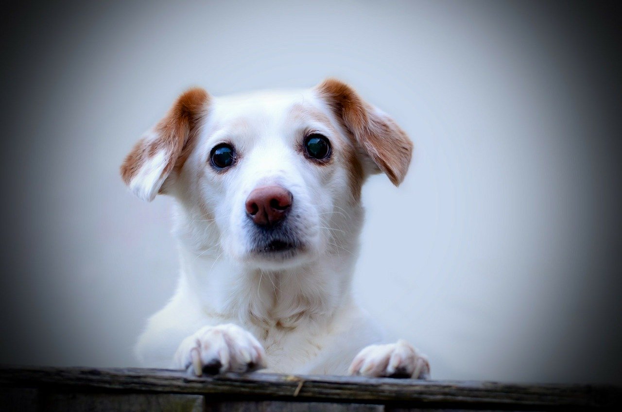 愛犬の分離不安症