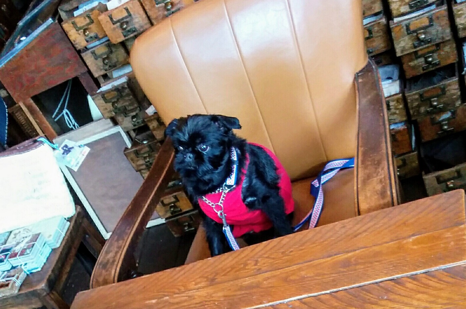 【兵庫Part2】愛犬と美味しいケーキが食べられるお店