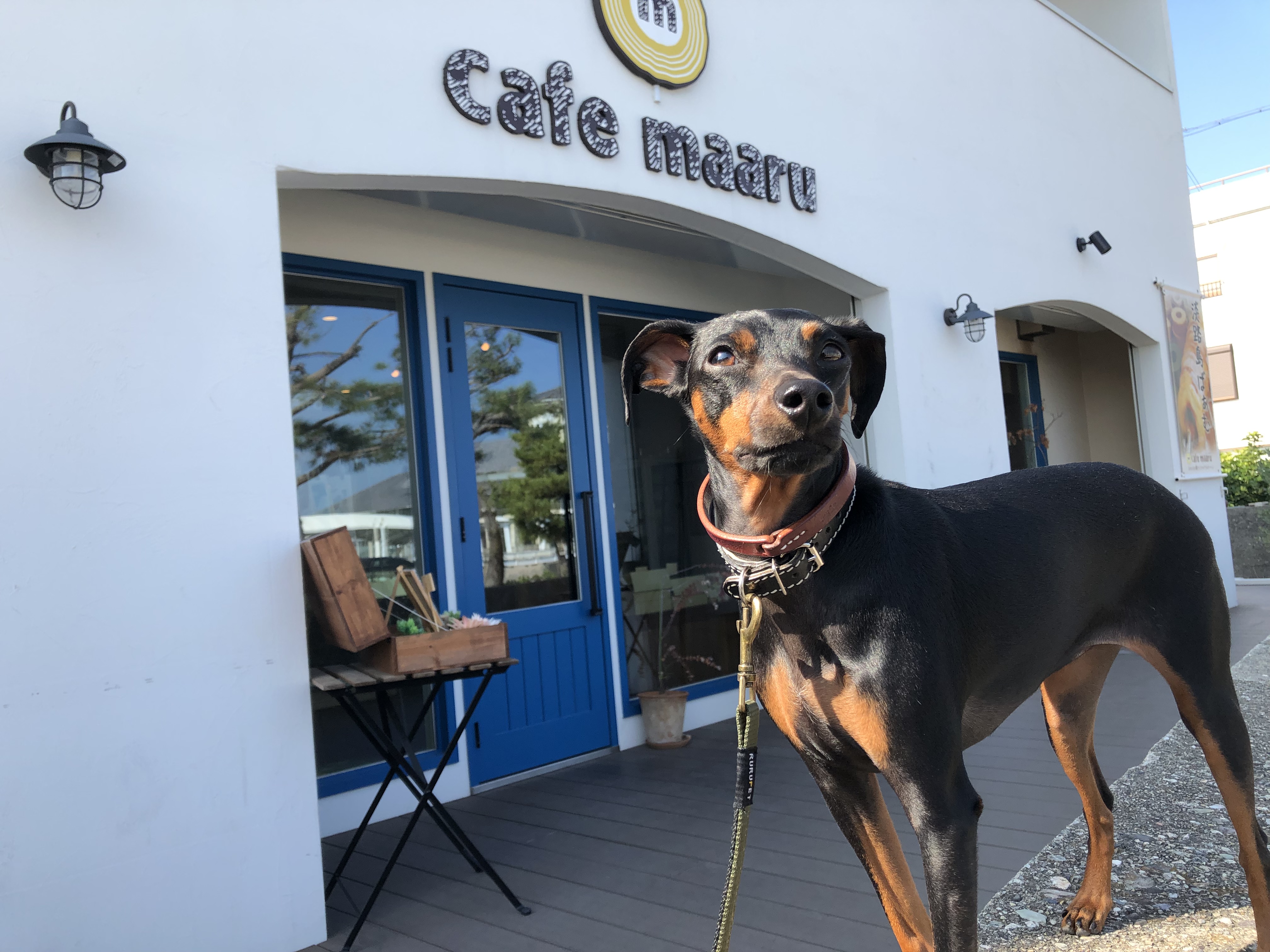 【兵庫Part 1】愛犬と美味しいケーキが食べられるお店