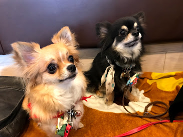 【関東】愛犬と美味しいケーキが食べられるお店