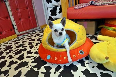 【関東】〜屋内の愛犬インスタ映えスポット まとめ〜