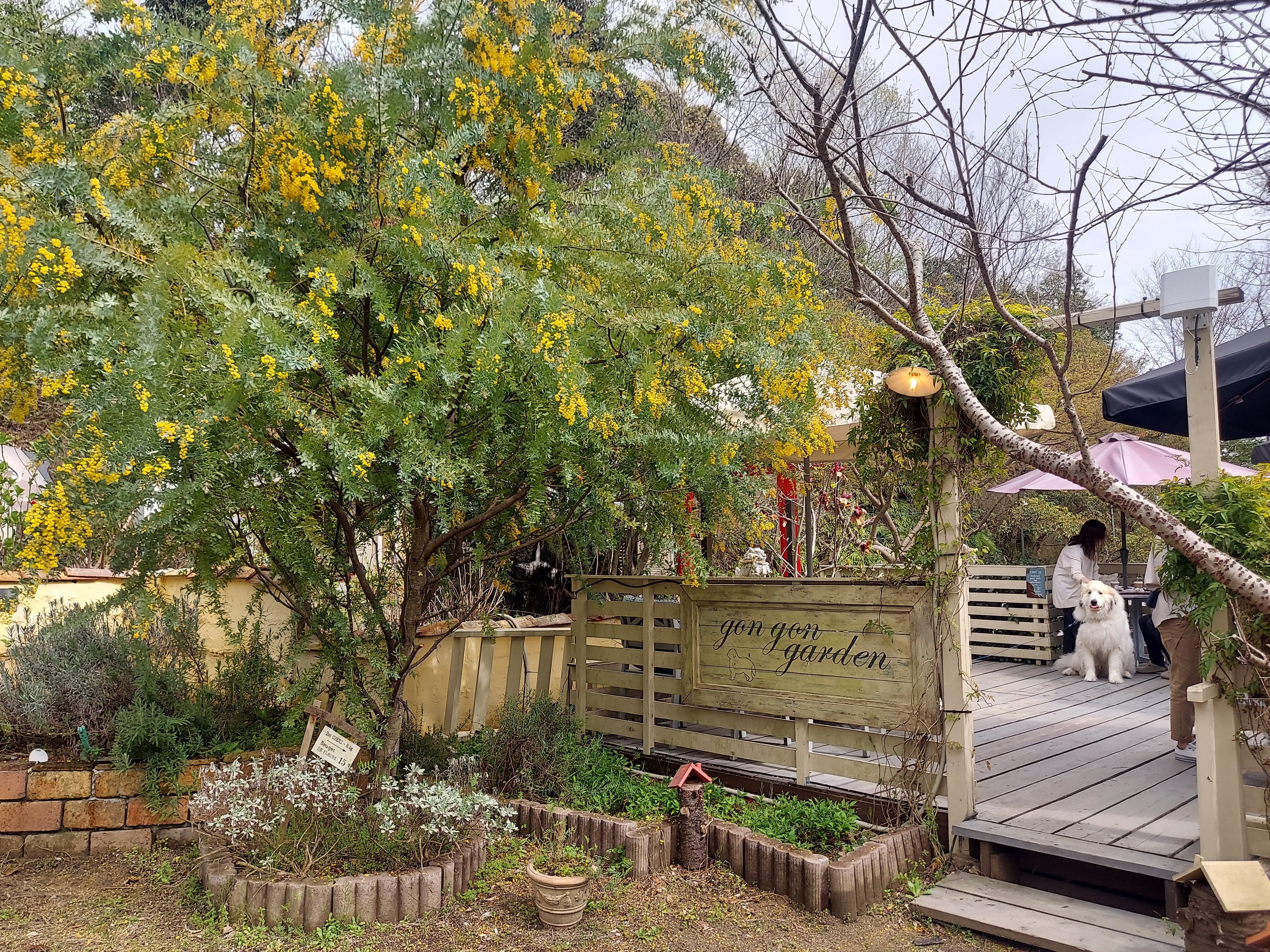 gongoncafe(ごんごんカフェ)