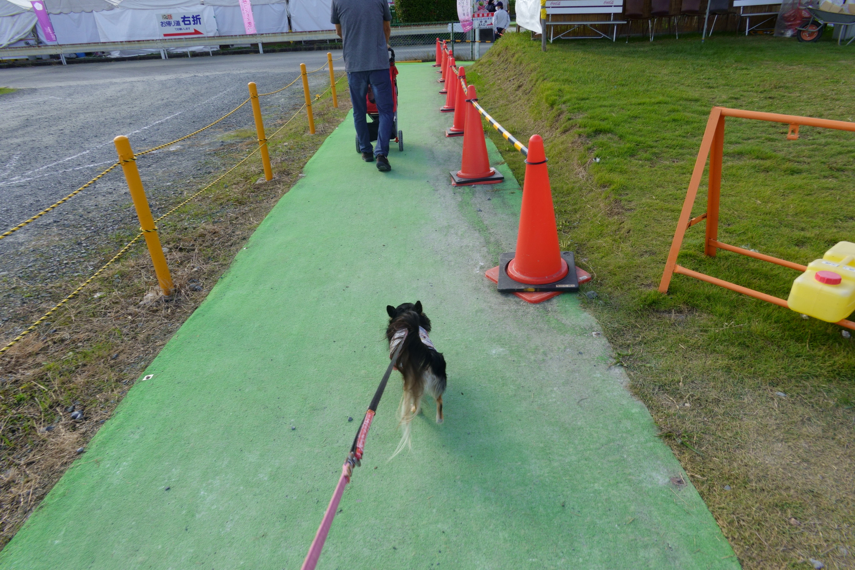 京都丹後／亀岡の夢コスモス園