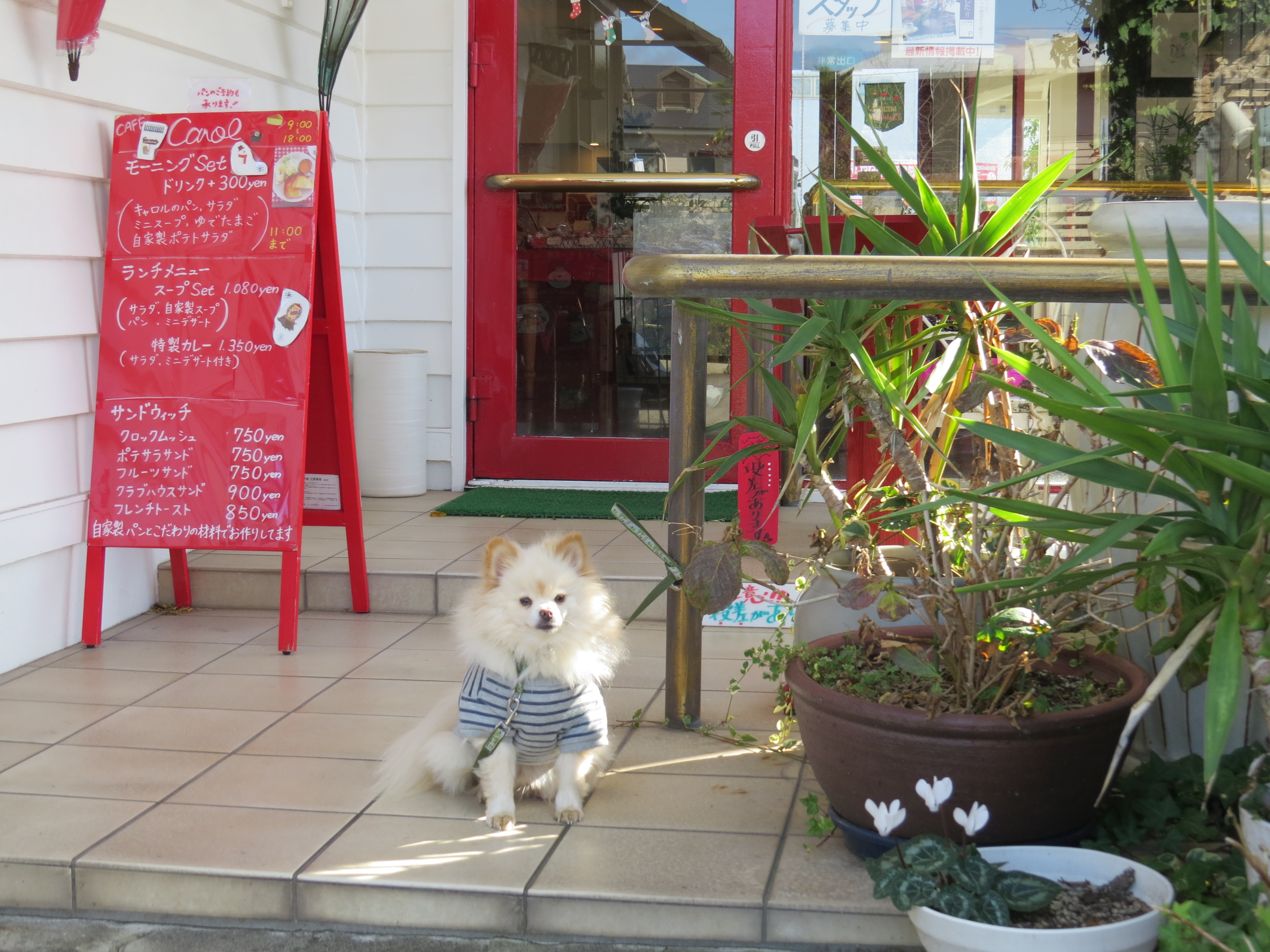 【兵庫Part2】愛犬と美味しいケーキが食べられるお店