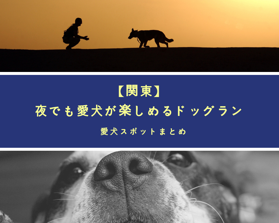 【関東】夜でも愛犬が楽しめるドッグラン