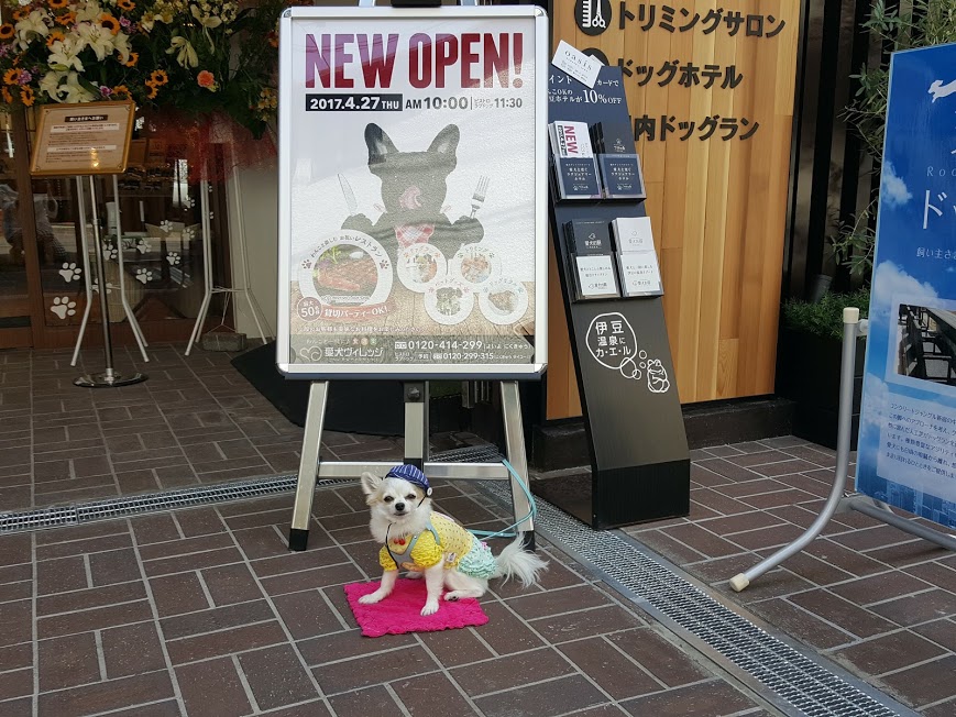 東新宿駅 新大久保駅 愛犬ヴィレッジ 大型犬店内ok 優雅でオシャレな愛犬リゾート施設 東京都新宿区 ペットと一緒