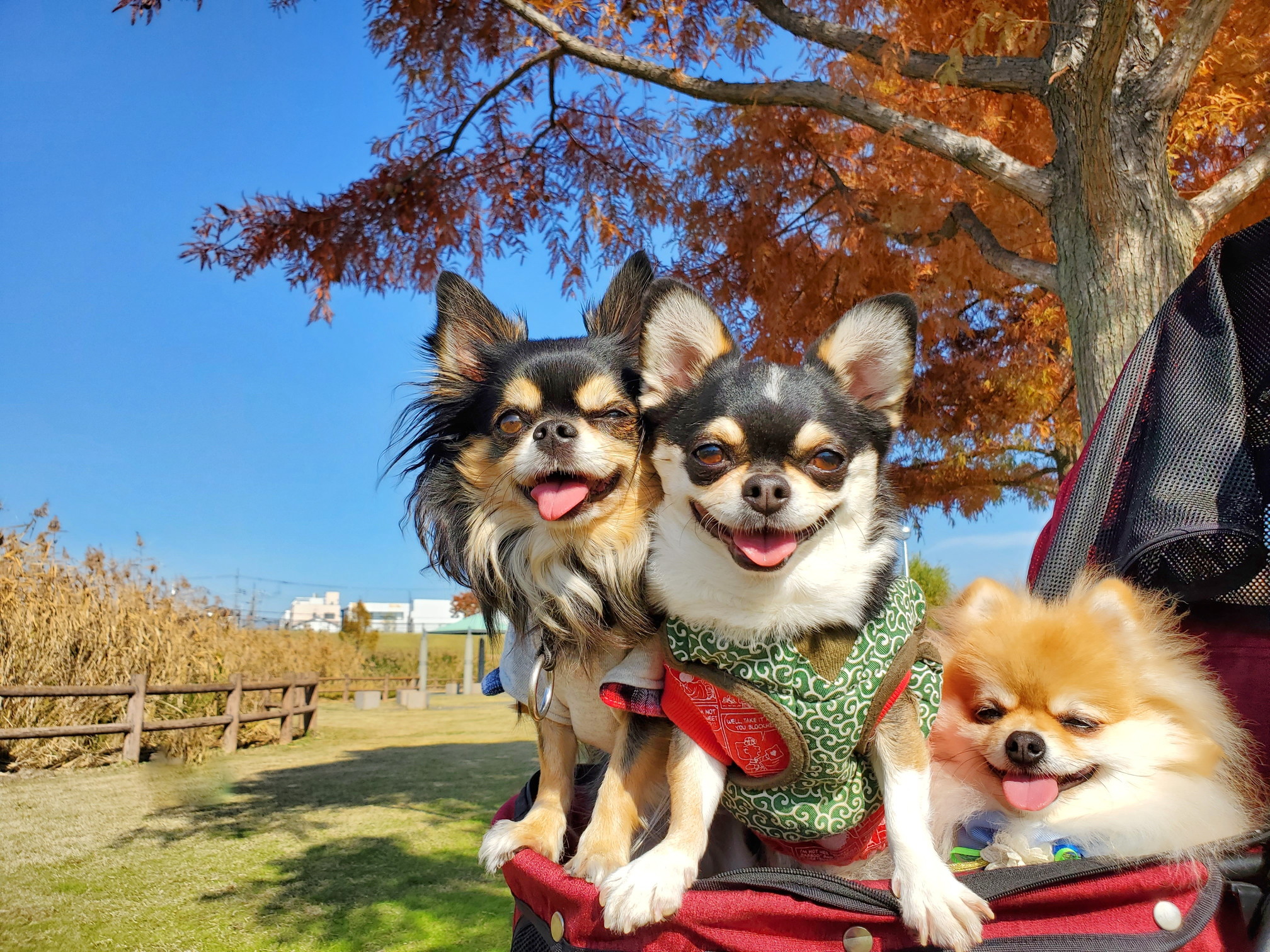 花園中央公園ドッグラン