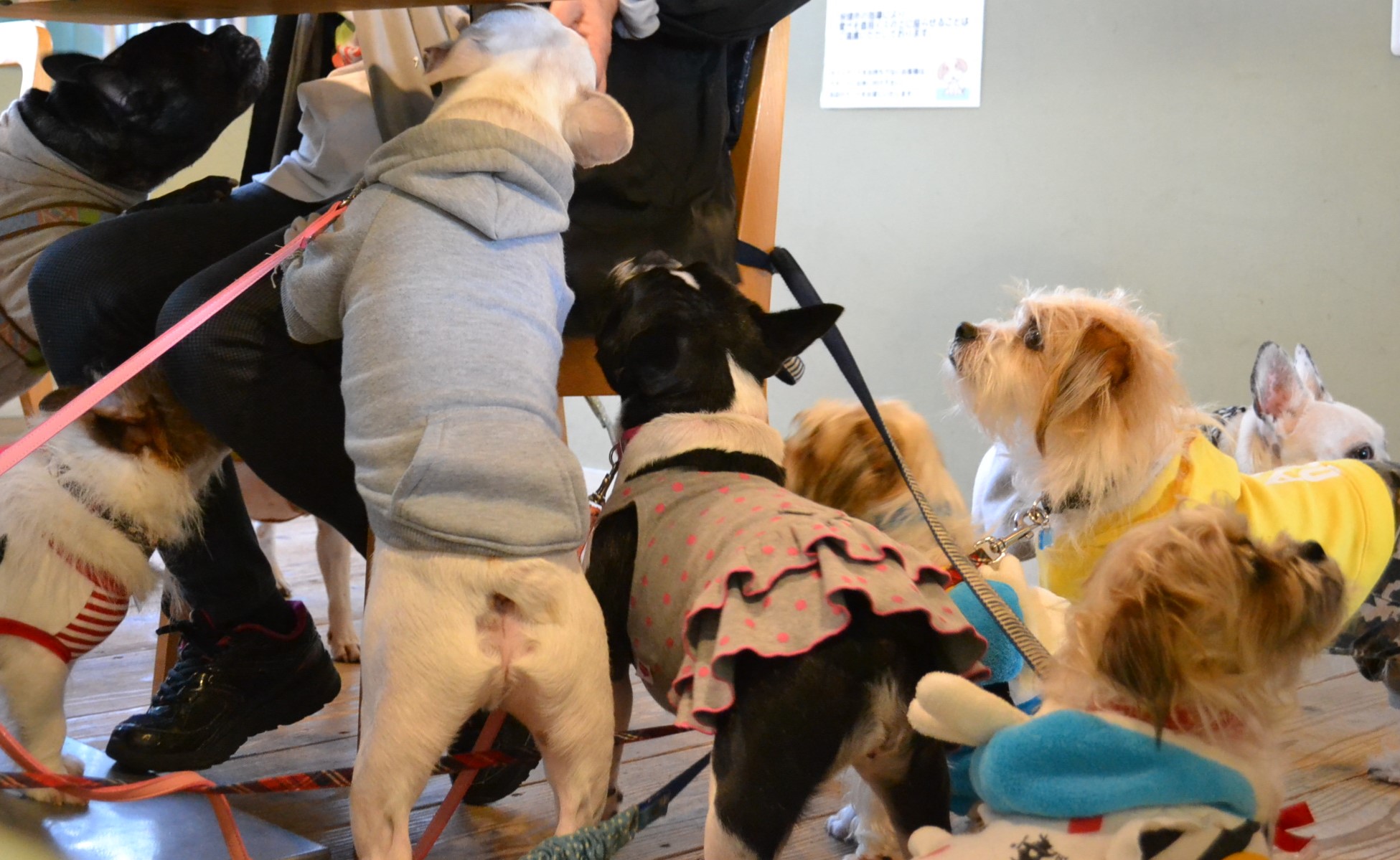 笠寺駅 スタジオドッグラン 2つのドッグランとカフェを行き来できる 愛犬家フォトグラファーがオーナーのお店 ペット 犬同伴可 愛知県名古屋市 ペットと一緒