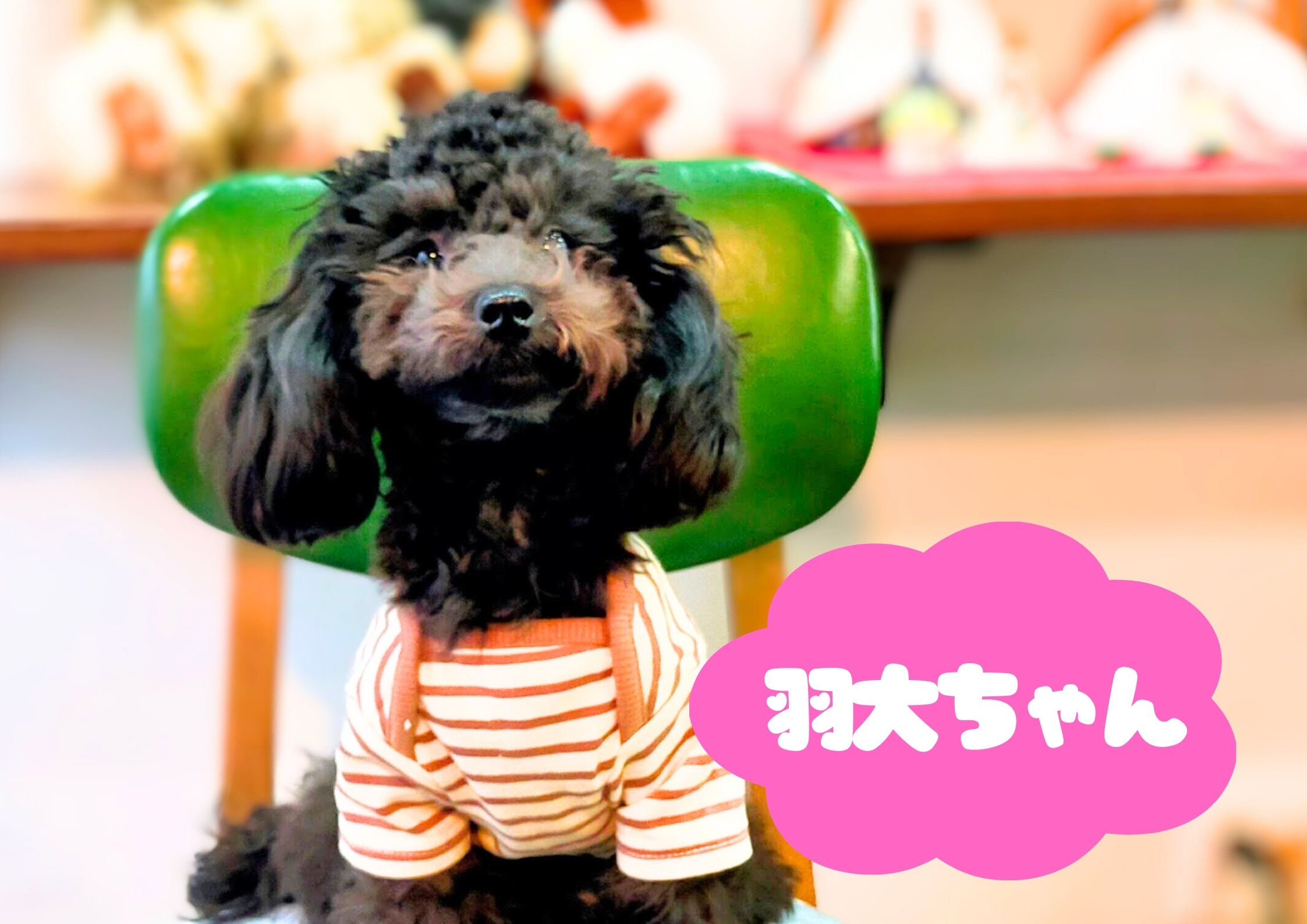 渡眞璃木