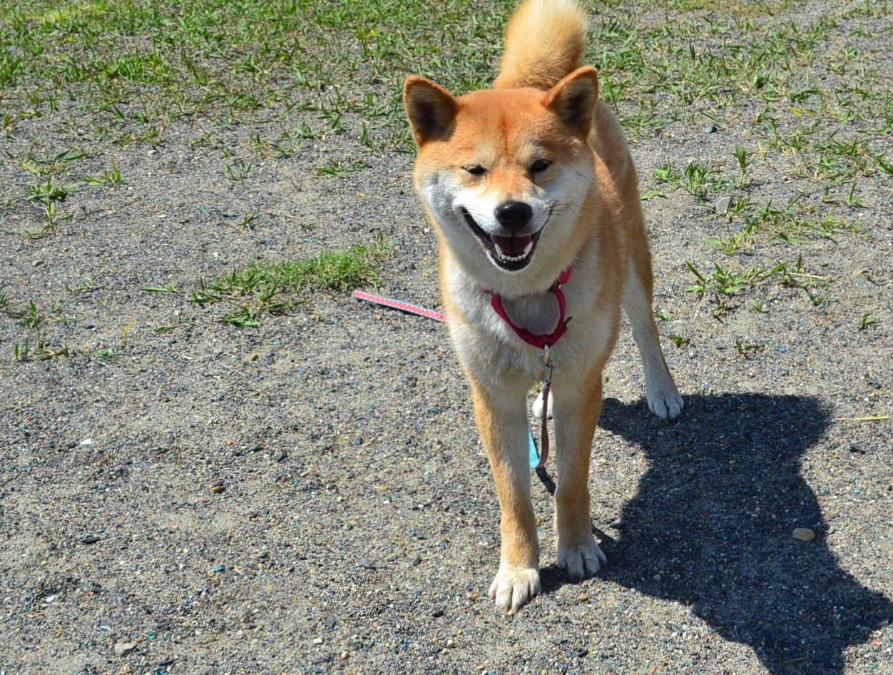 ティンカーベルやとみ