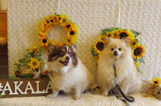 【関西】〜屋内の愛犬インスタ映えスポット