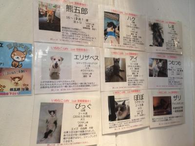 いぬねこcafe