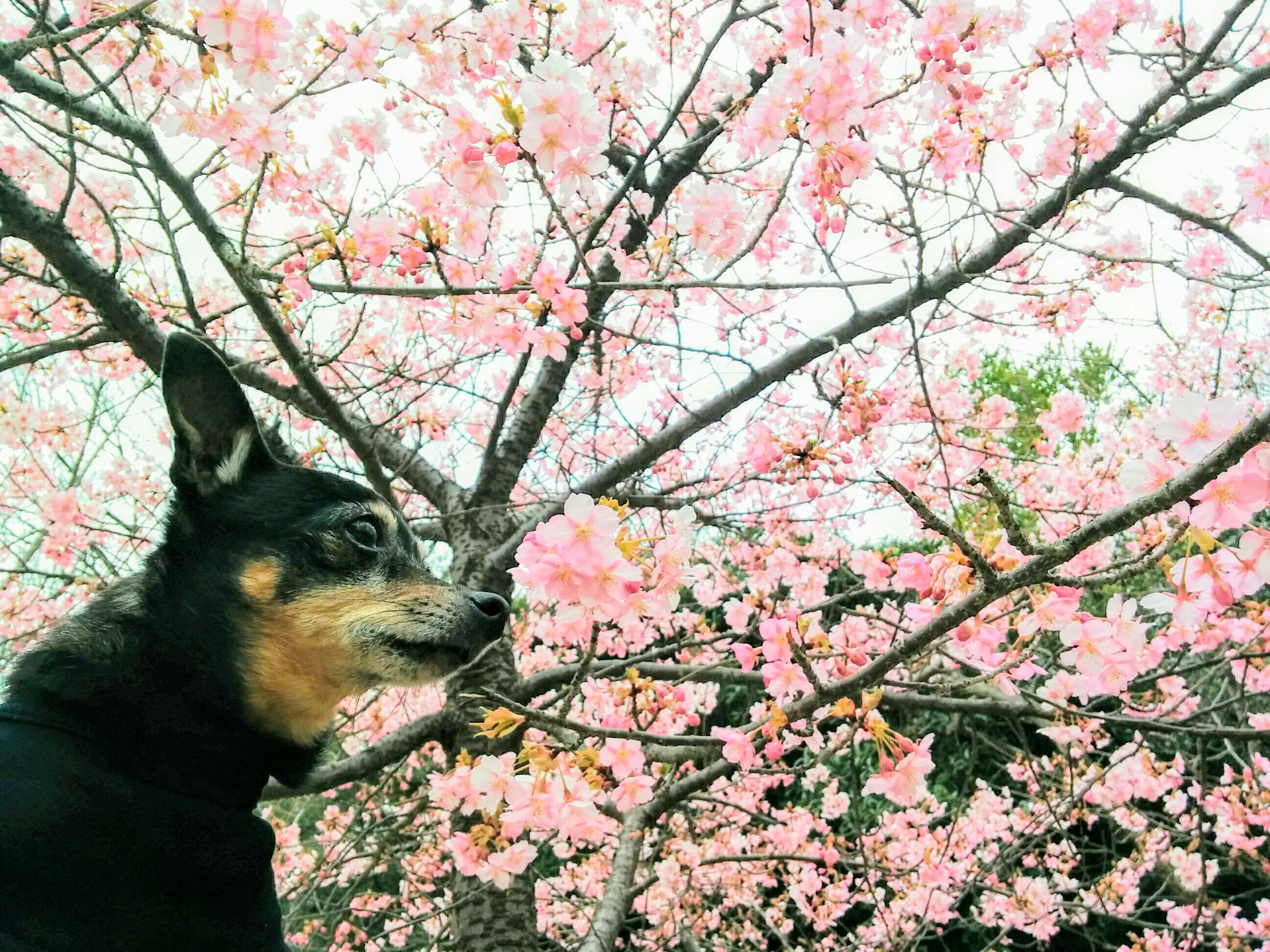 桜里