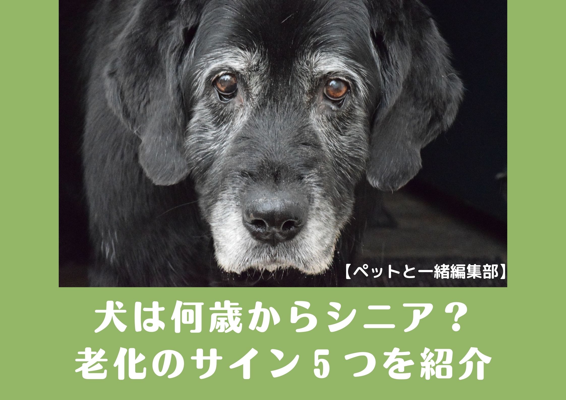 犬は何歳からシニア？老化のサイン5つを紹介【ペットと一緒編集部】