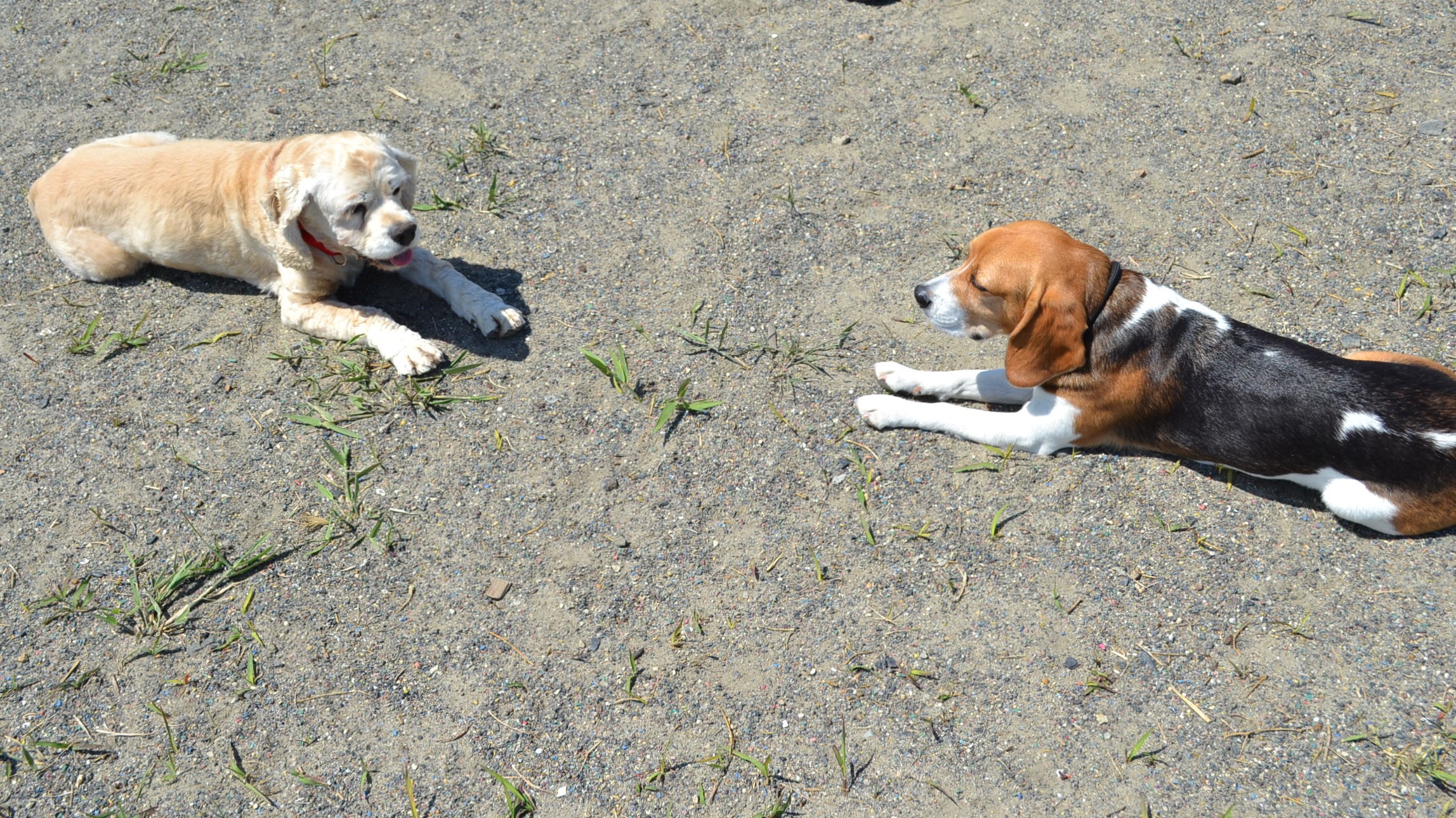 ティンカーベルやとみ