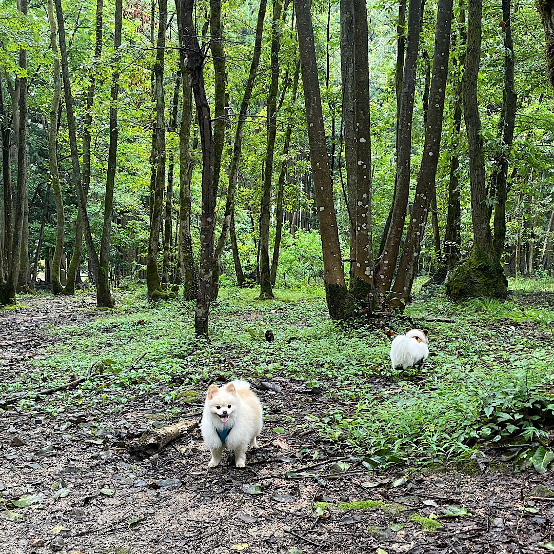 奥琵琶湖キャンプ場