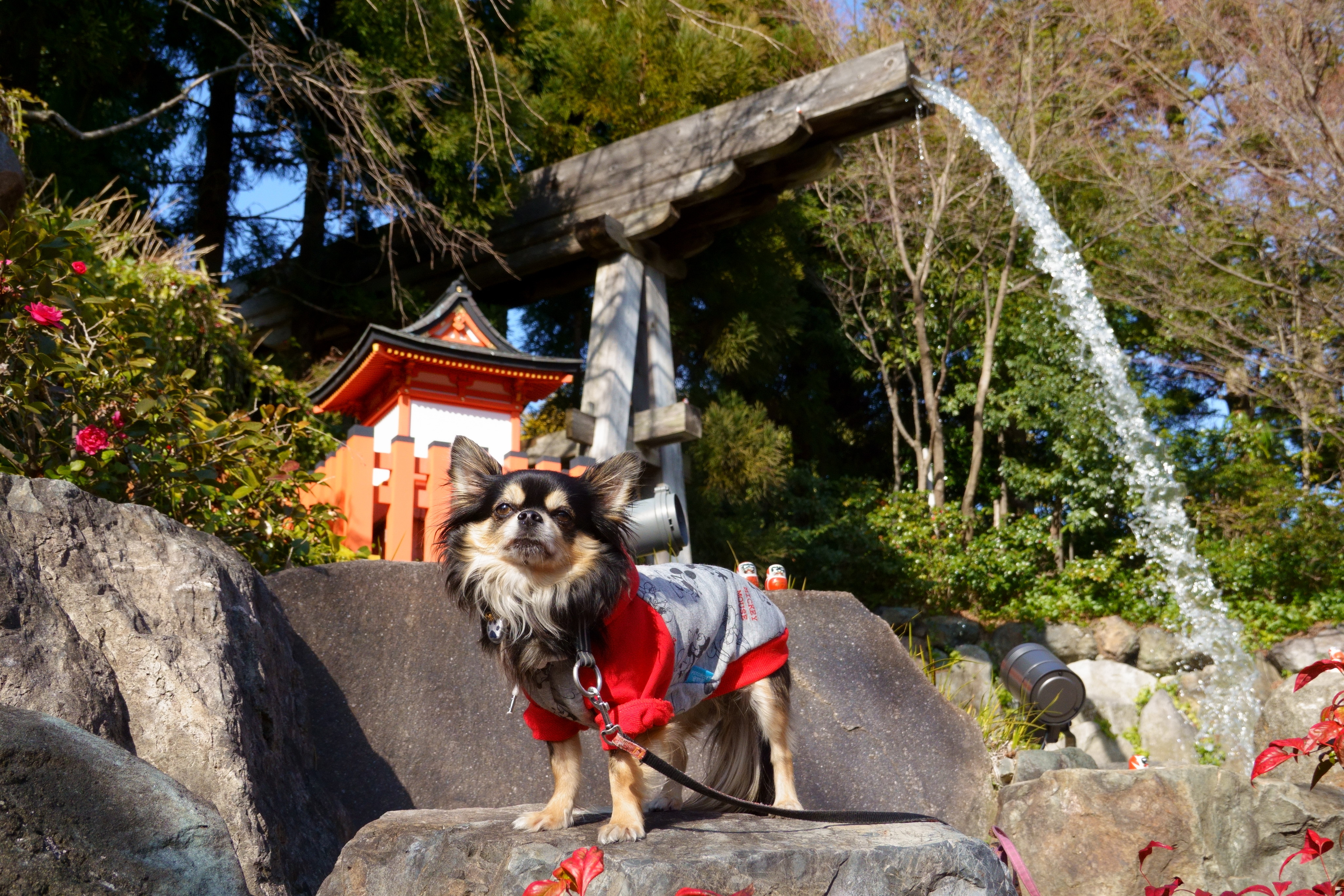 開運の寺 勝尾寺(かつおじ)