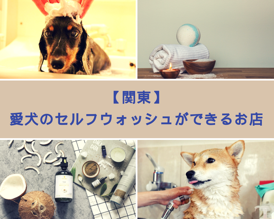 【関東】愛犬のセルフウォッシュができるお店