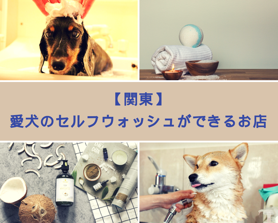 関東 愛犬のセルフウォッシュができるお店 ペットと一緒